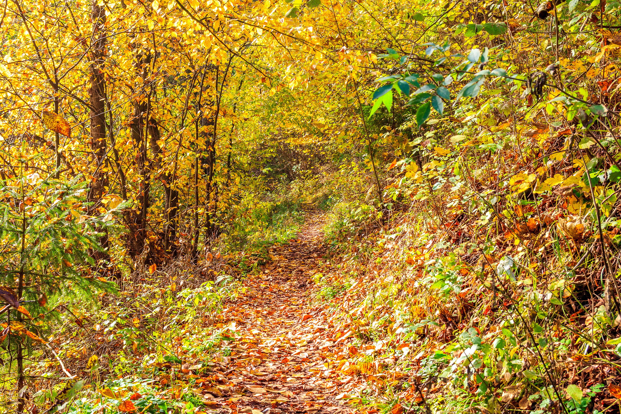 Canon EOS 550D (EOS Rebel T2i / EOS Kiss X4) sample photo. Leaf covered trail photography