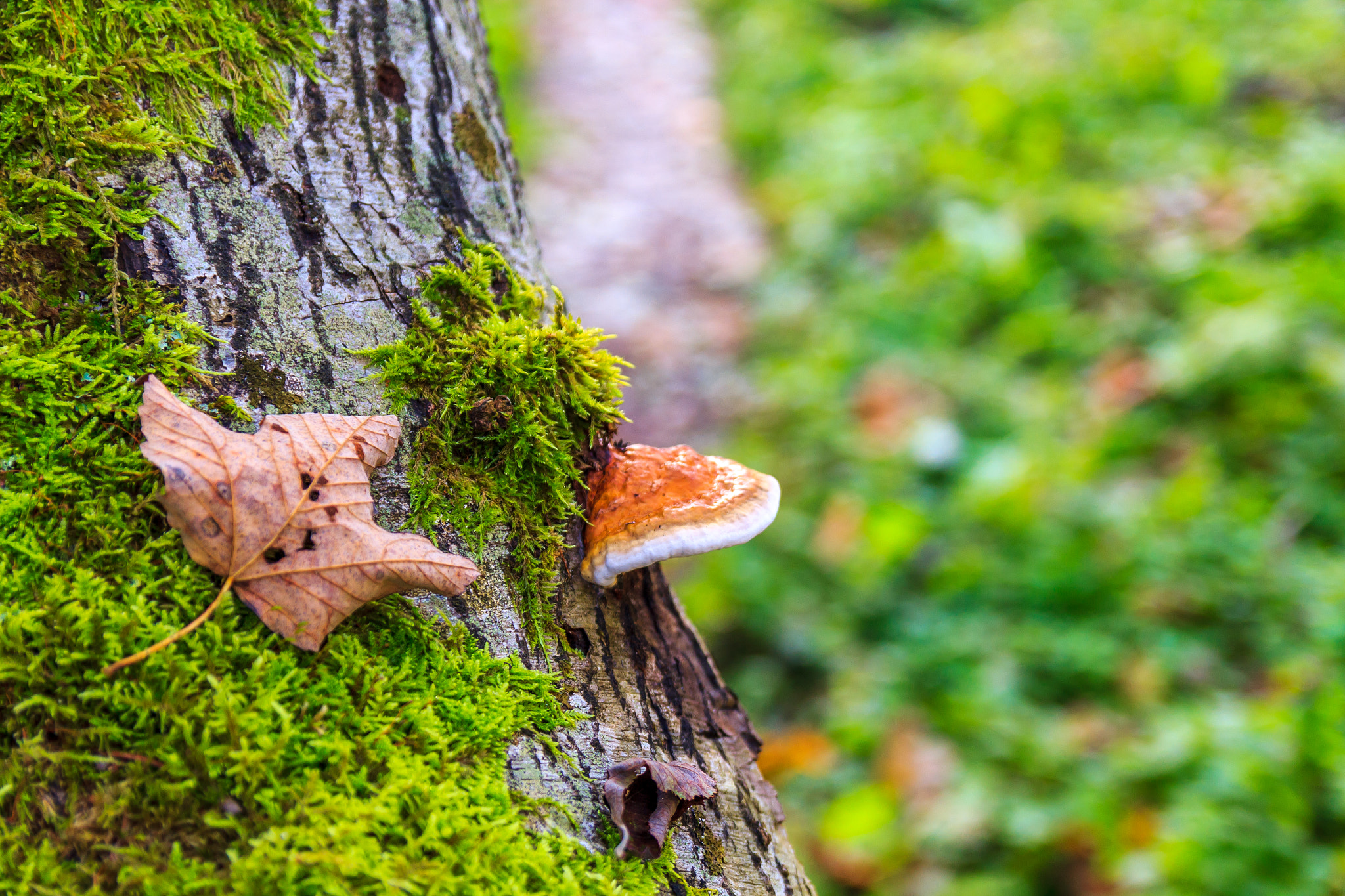 Canon EOS 550D (EOS Rebel T2i / EOS Kiss X4) sample photo. Lonely mushroom photography