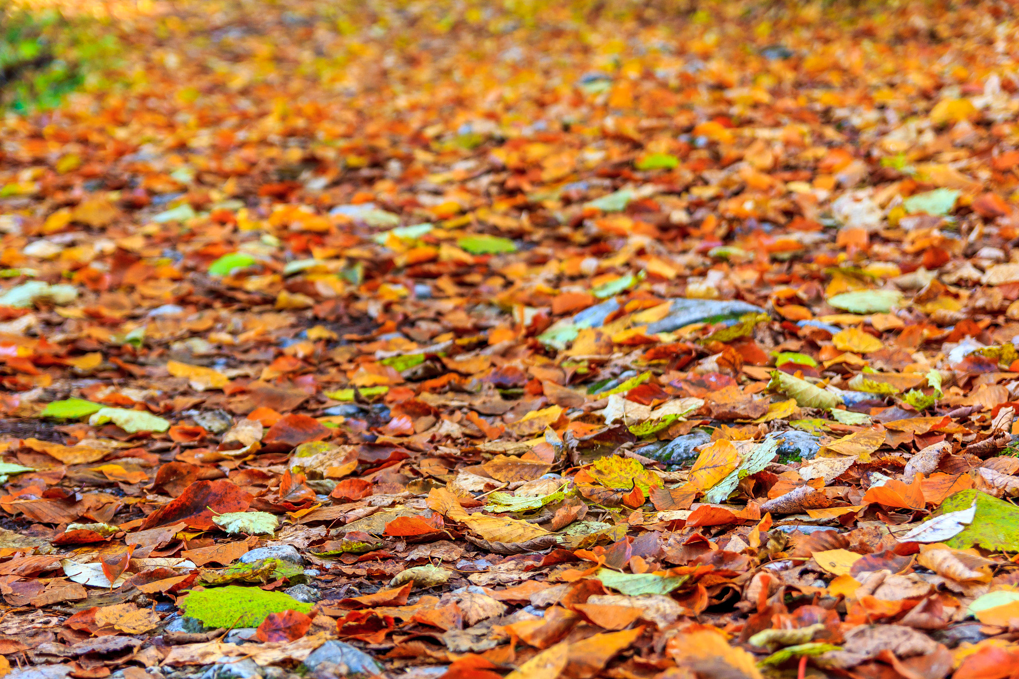 Canon EOS 550D (EOS Rebel T2i / EOS Kiss X4) sample photo. Colorful leaves photography