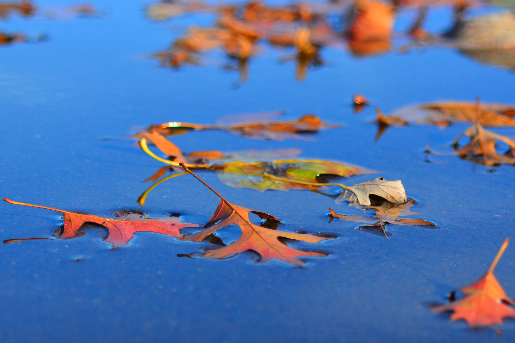 Nikon D7100 + AF Micro-Nikkor 60mm f/2.8 sample photo. Leafs photography