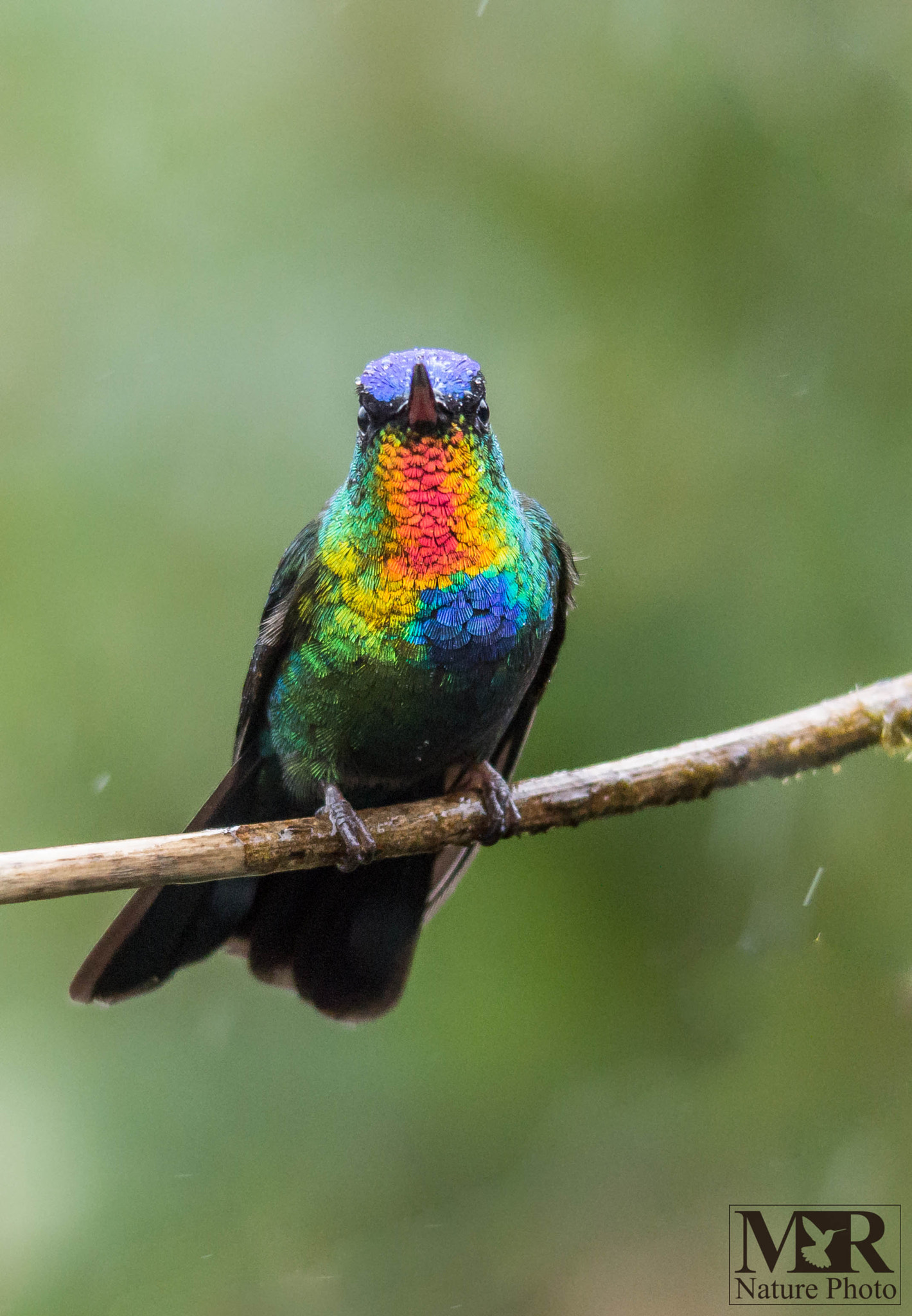 Sigma 150-500mm F5-6.3 DG OS HSM sample photo. Fiery-throated hummingbird photography