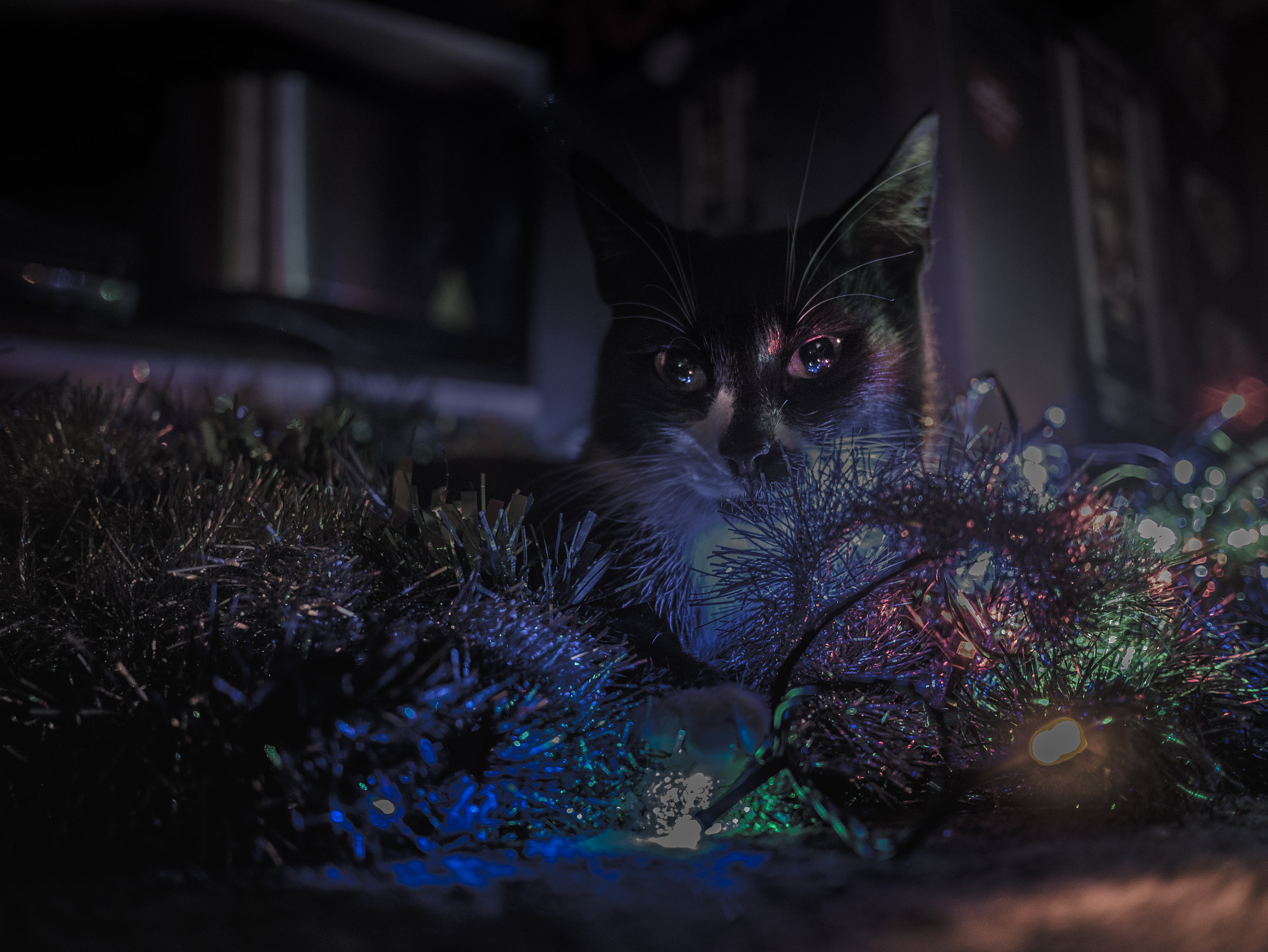 Panasonic Lumix DMC-GX85 (Lumix DMC-GX80 / Lumix DMC-GX7 Mark II) + LUMIX G 20/F1.7 II sample photo. Keeper of christmas photography