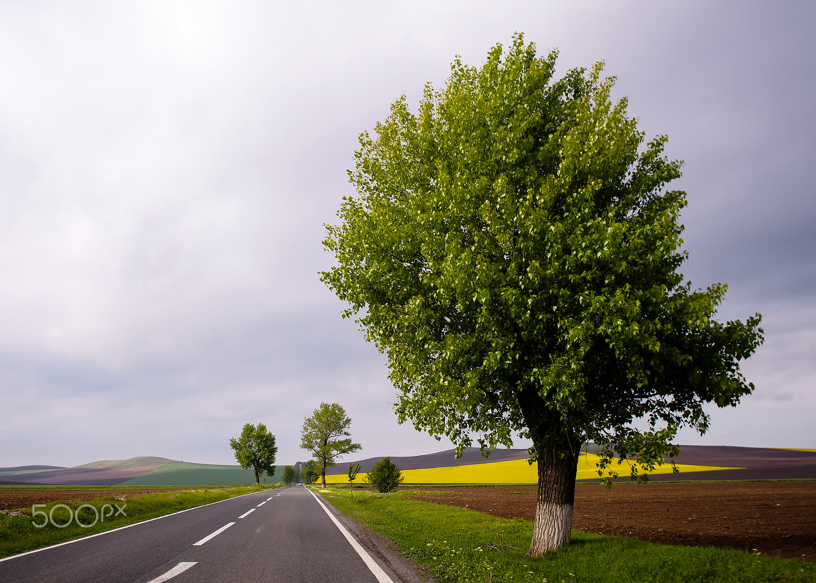 Olympus OM-D E-M5 + Sigma 19mm F2.8 DN Art sample photo. Lone road photography