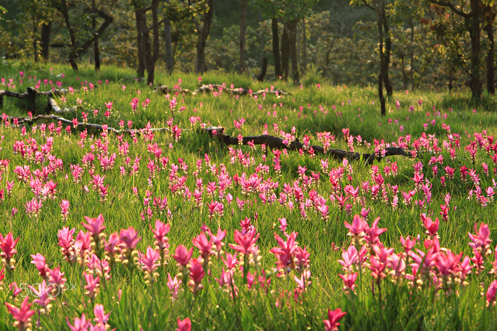 Canon EF 70-200mm F2.8L USM sample photo. Siam tulip krajeo field pa hin ngam national park photography