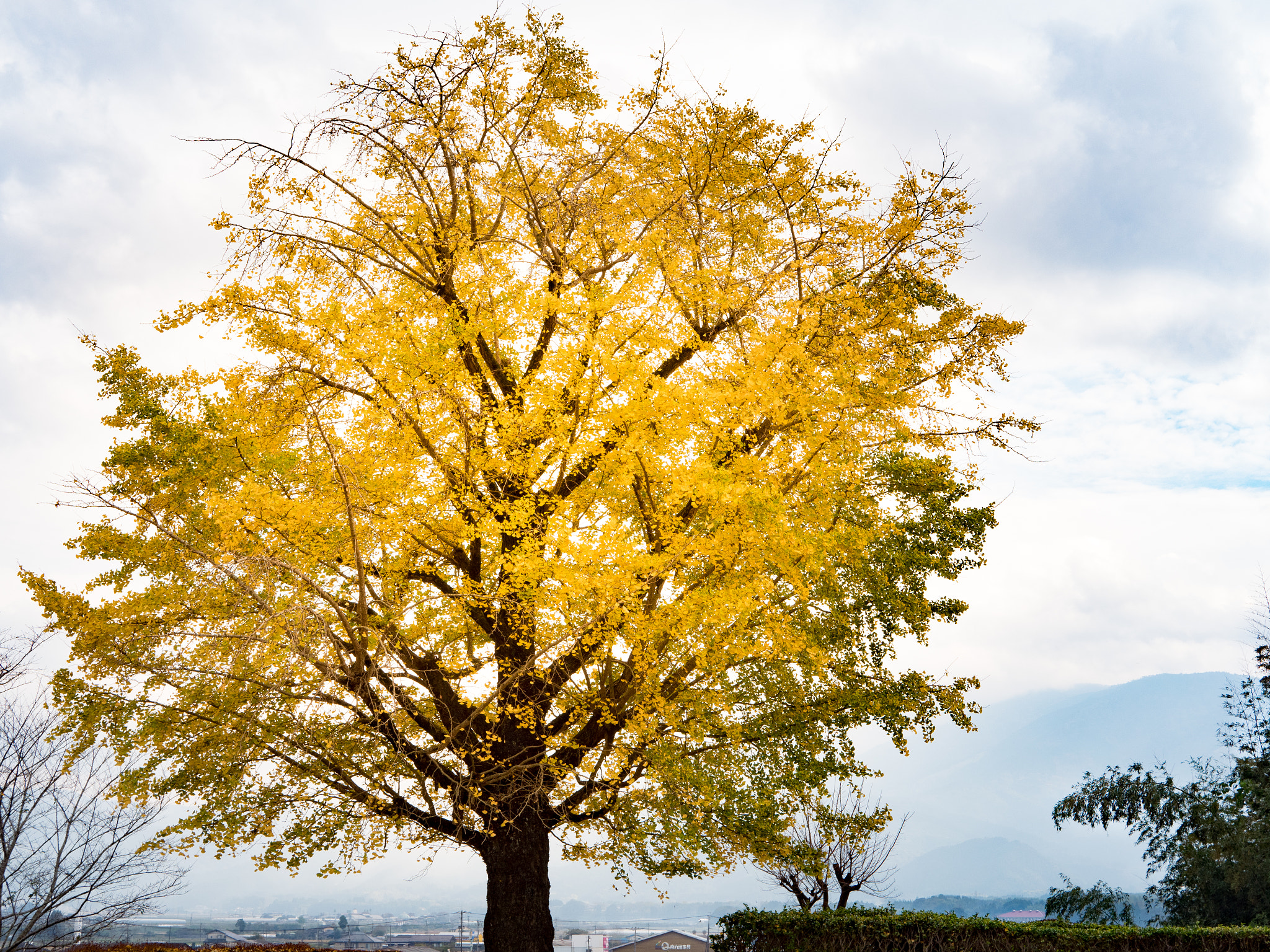 Panasonic Lumix DMC-GX8 + LUMIX G 25/F1.7 sample photo. Gingko tree watching the city photography