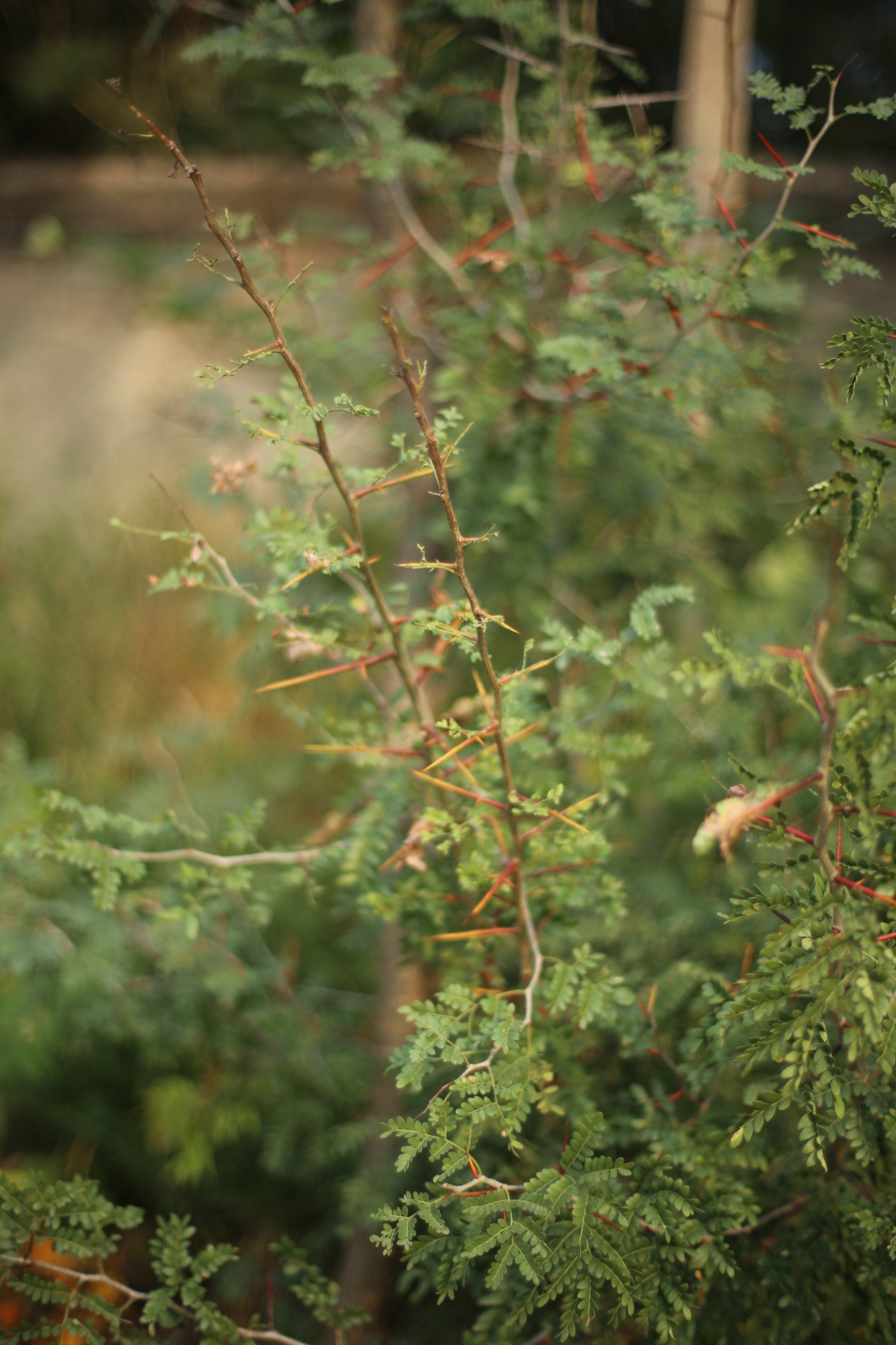 Canon EOS 6D + ZEISS Planar T* 50mm F1.4 sample photo. Thorn photography