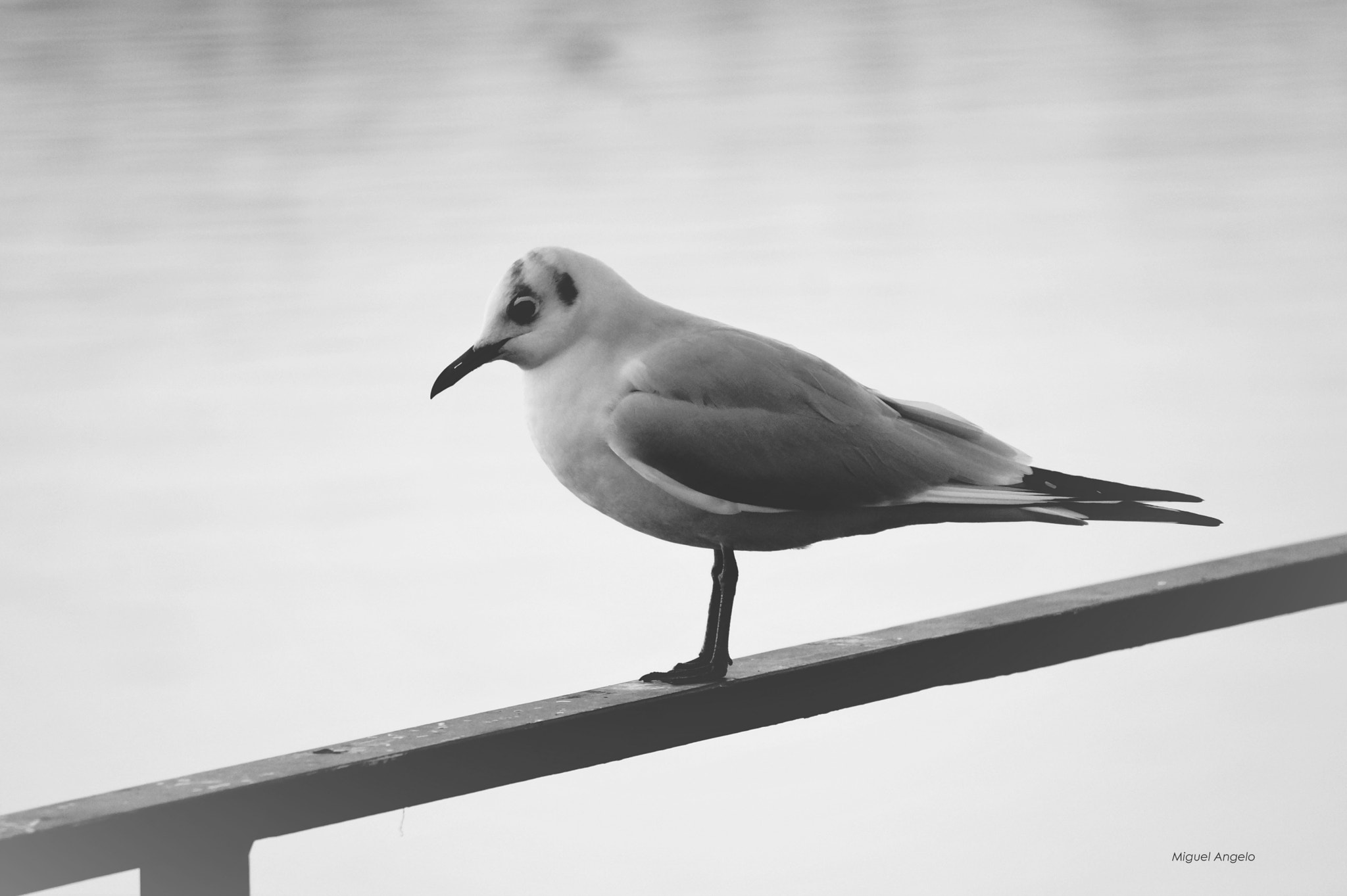 Sony Alpha a3000 sample photo. "lonely bird" photography