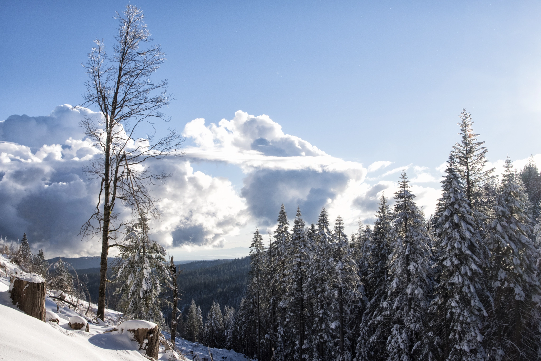 Pentax K-70 sample photo. Snowy view with tree photography