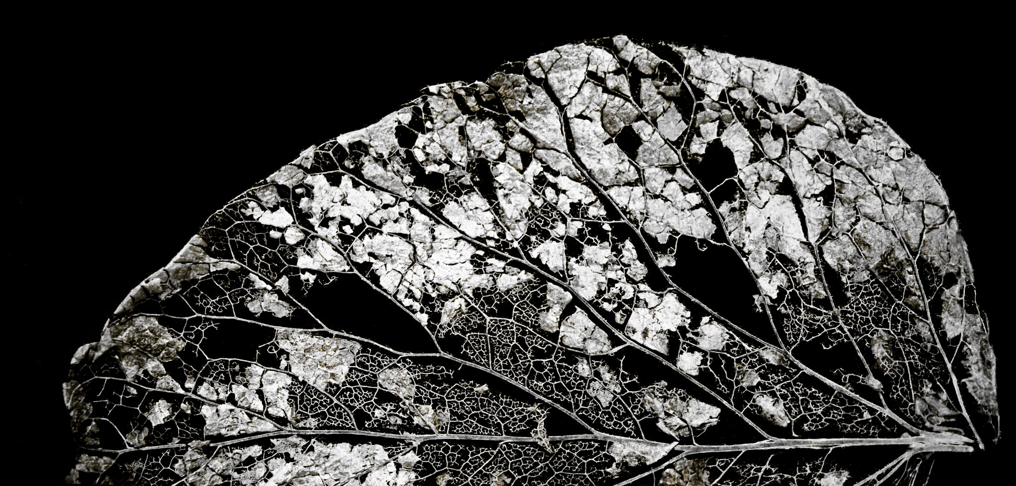 Canon EF-S 55-250mm F4-5.6 IS sample photo. Leaf skeleton photography