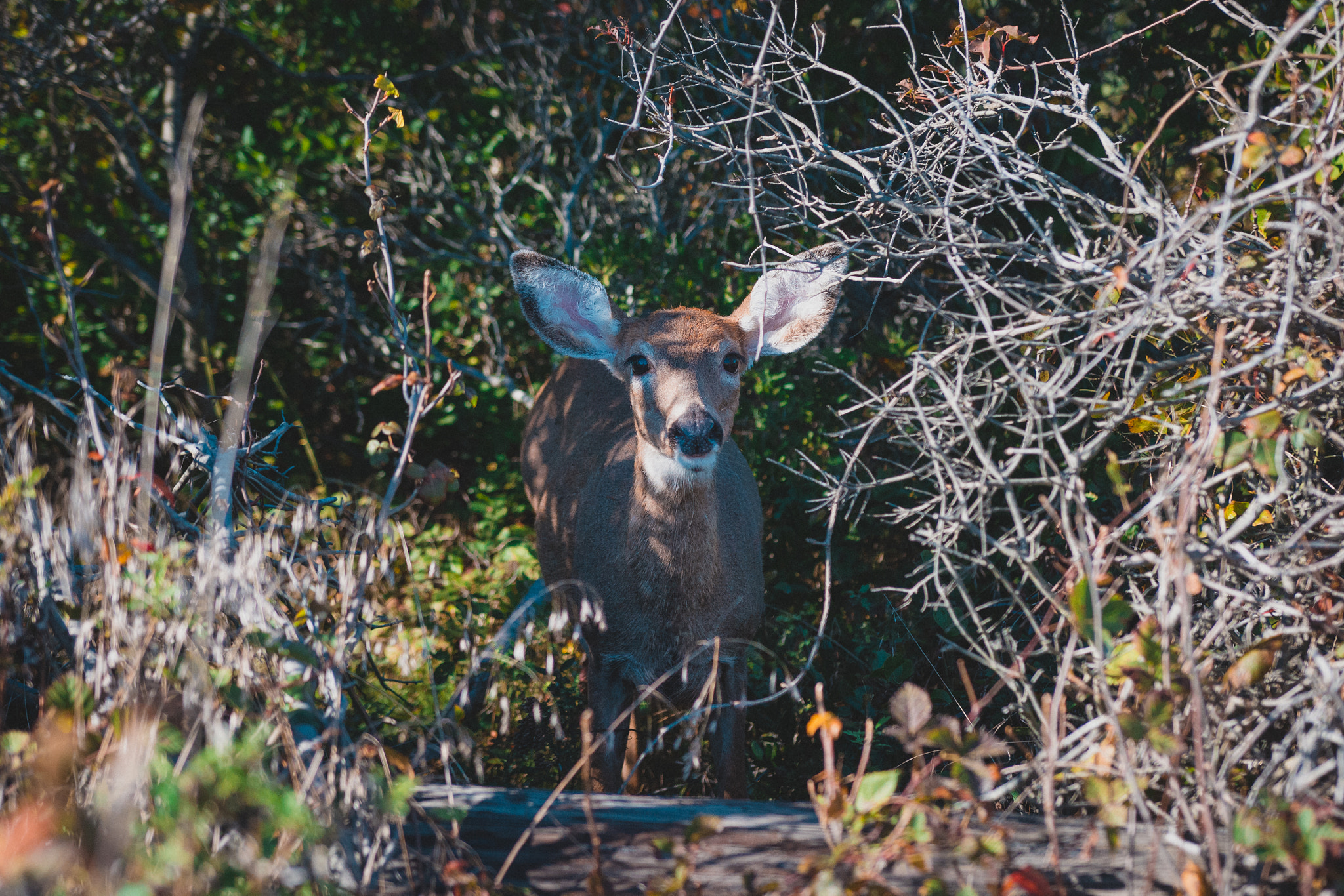 Nikon D5200 + Sigma 18-35mm F1.8 DC HSM Art sample photo. Fireisland photography