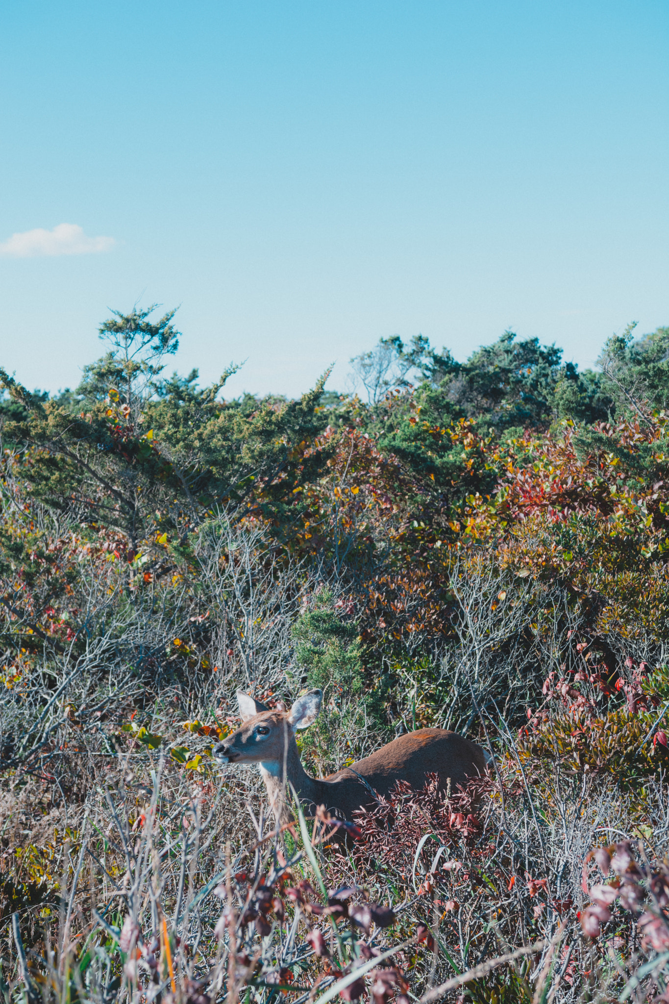 Nikon D5200 + Sigma 18-35mm F1.8 DC HSM Art sample photo. Fireisland photography