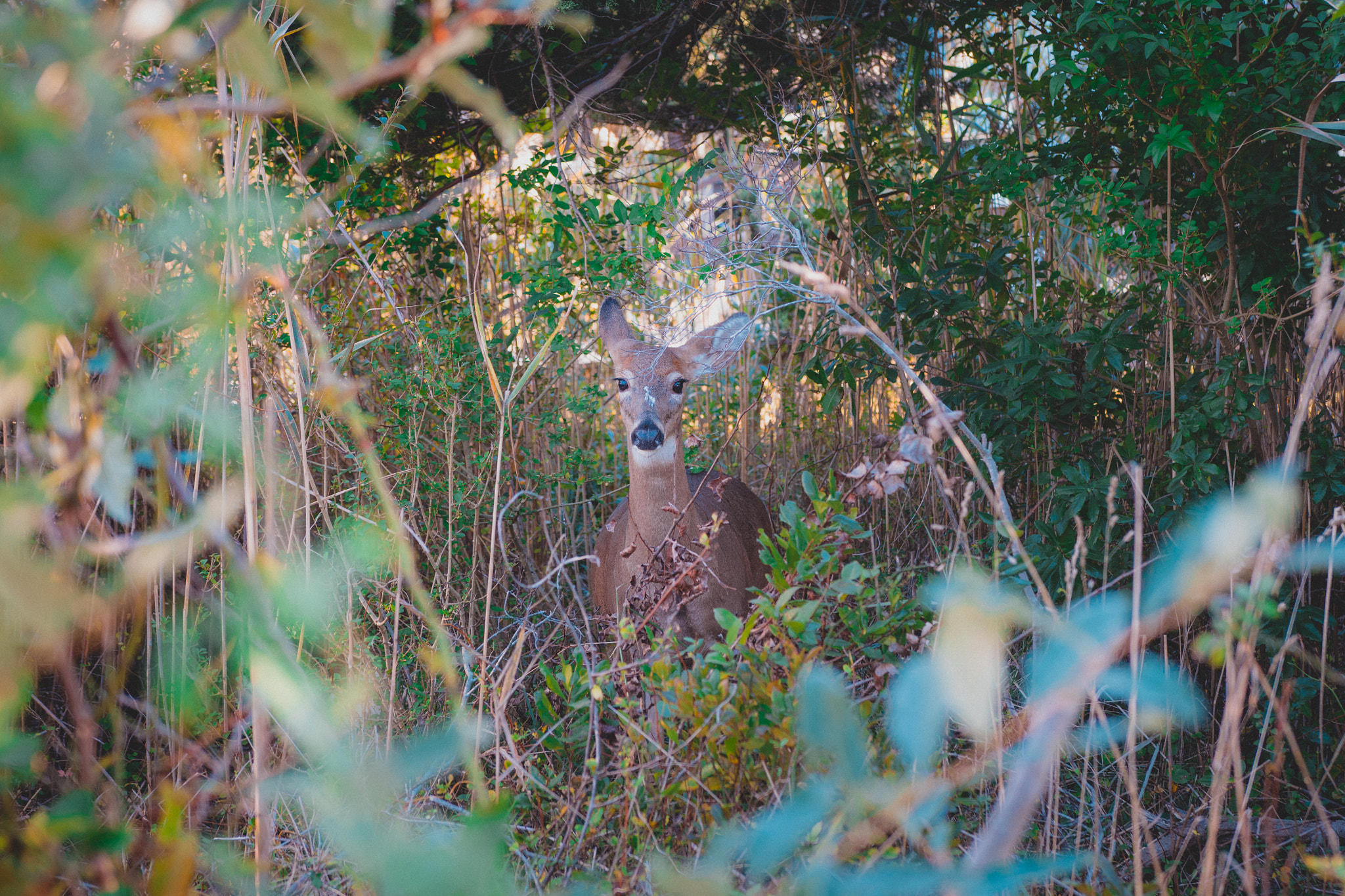 Nikon D5200 + Sigma 18-35mm F1.8 DC HSM Art sample photo. Fireisland photography