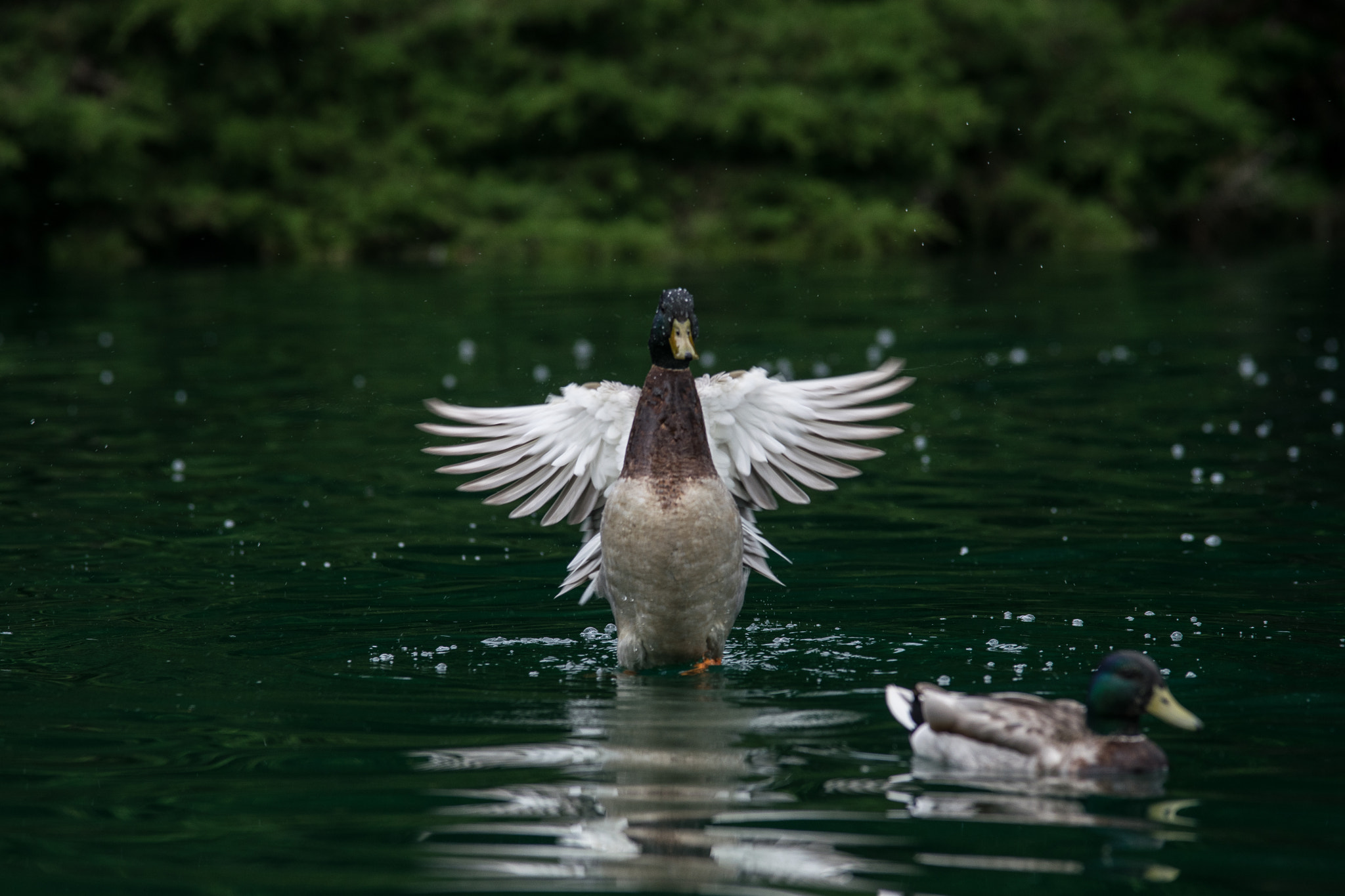 Nikon D3300 + Sigma 70-200mm F2.8 EX DG OS HSM sample photo. Ducks 2 photography