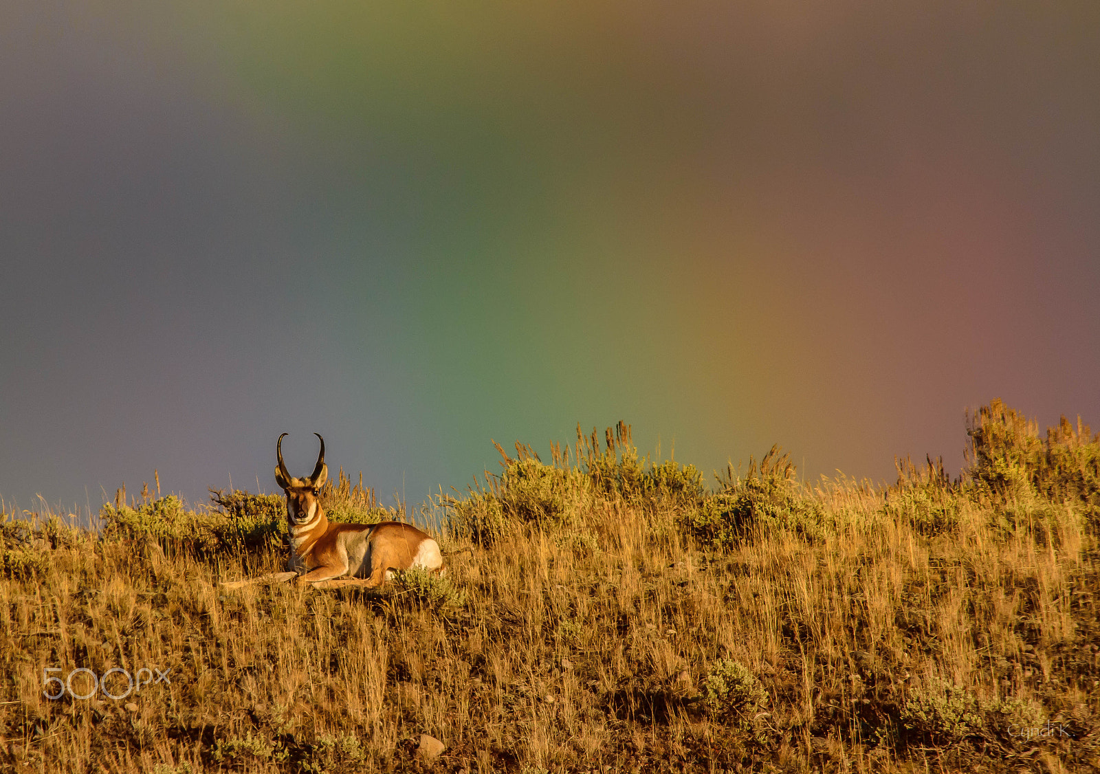 Nikon D5300 + Sigma 150-500mm F5-6.3 DG OS HSM sample photo. Pronghorn and the end of the rainbow photography