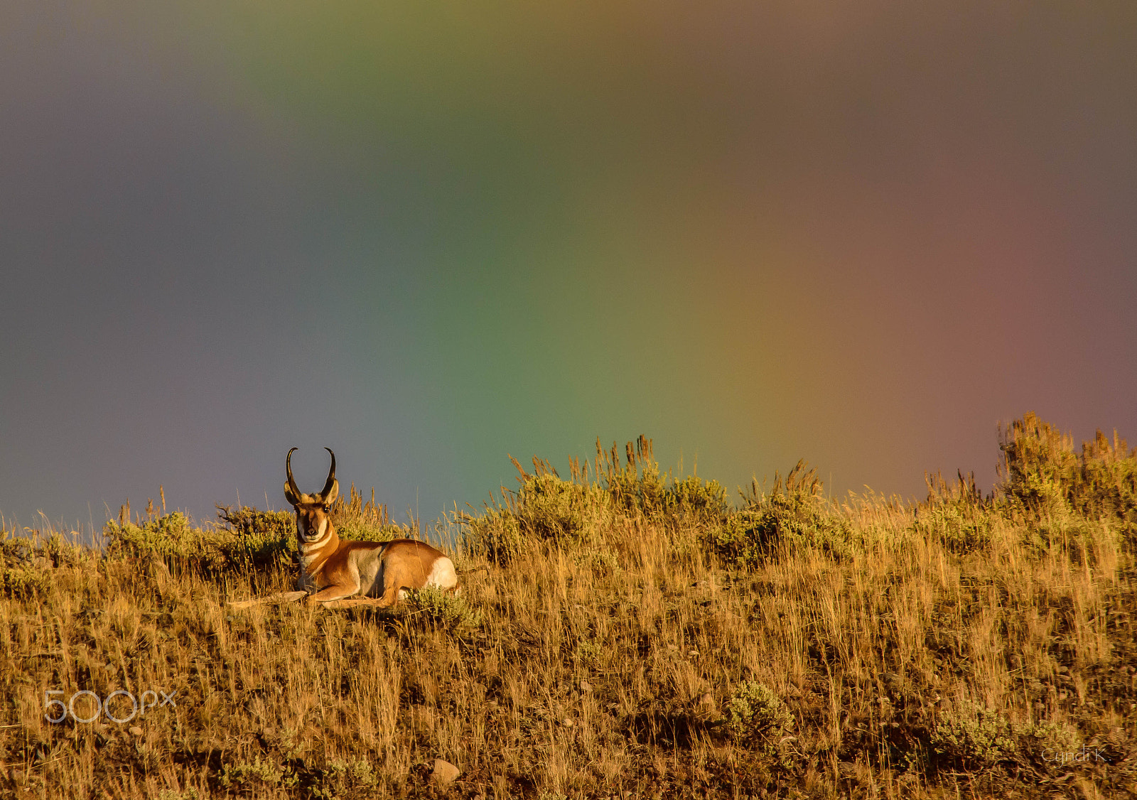 Sigma 150-500mm F5-6.3 DG OS HSM sample photo. Pronghorn and the end of the rainbow photography
