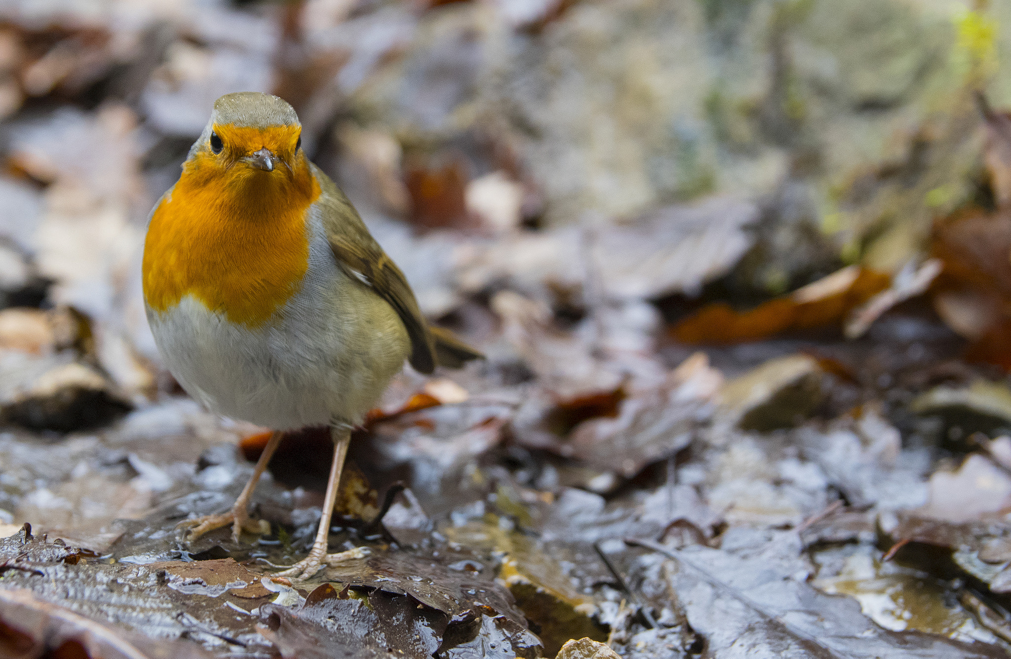 Sigma 17-50mm F2.8 EX DC HSM sample photo. Curious robin photography