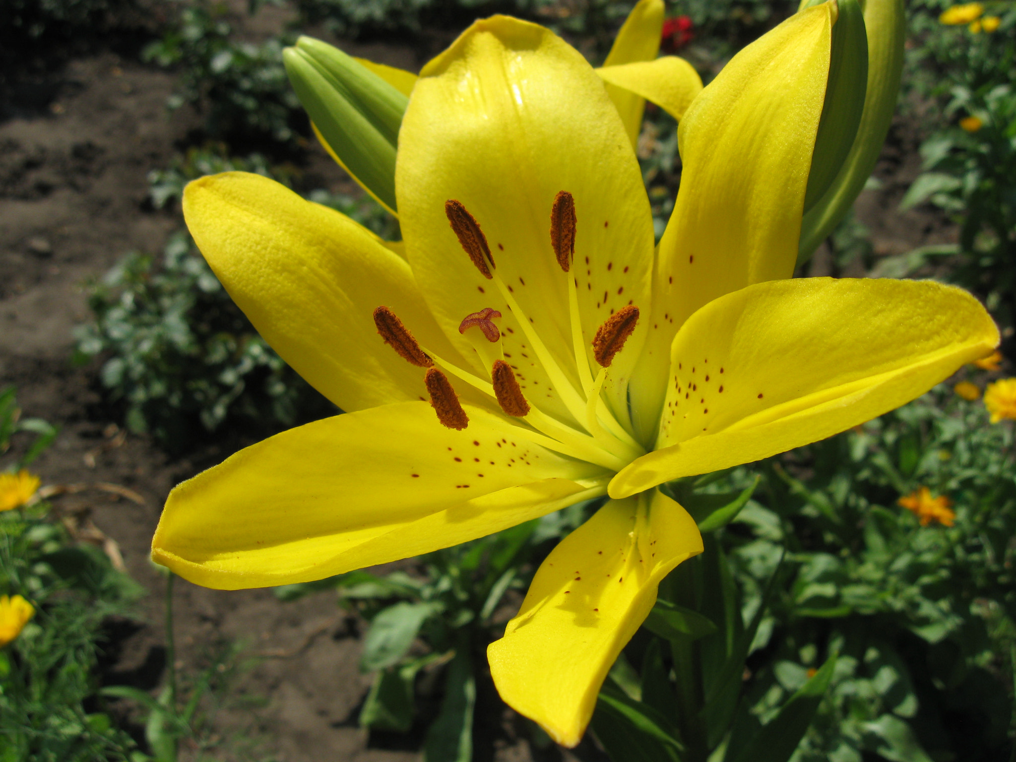 Canon PowerShot A580 sample photo. Лилия. photography