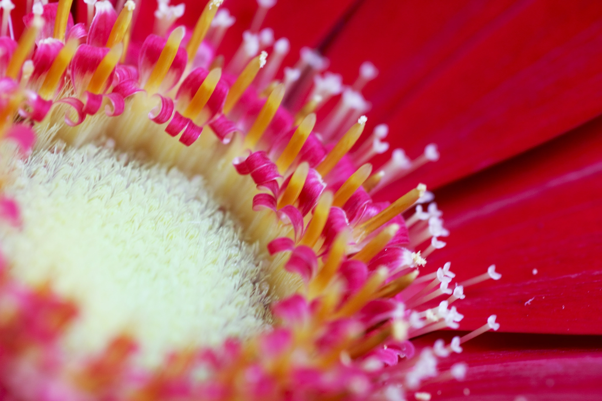 Canon 90mm sample photo. Gerbera photography