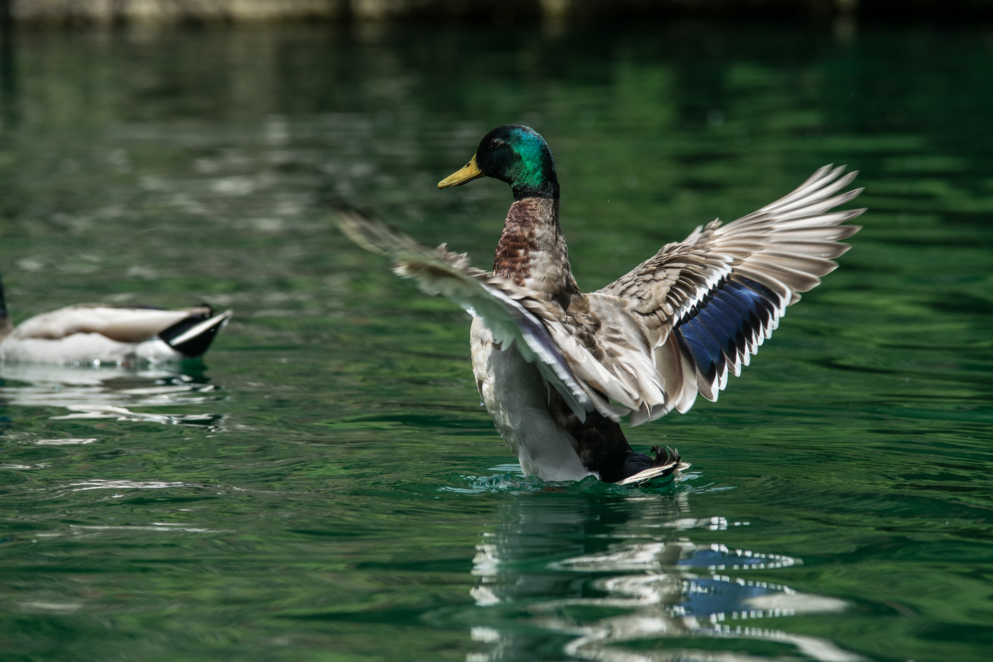 Sigma 70-200mm F2.8 EX DG OS HSM sample photo. Ducks 7 photography