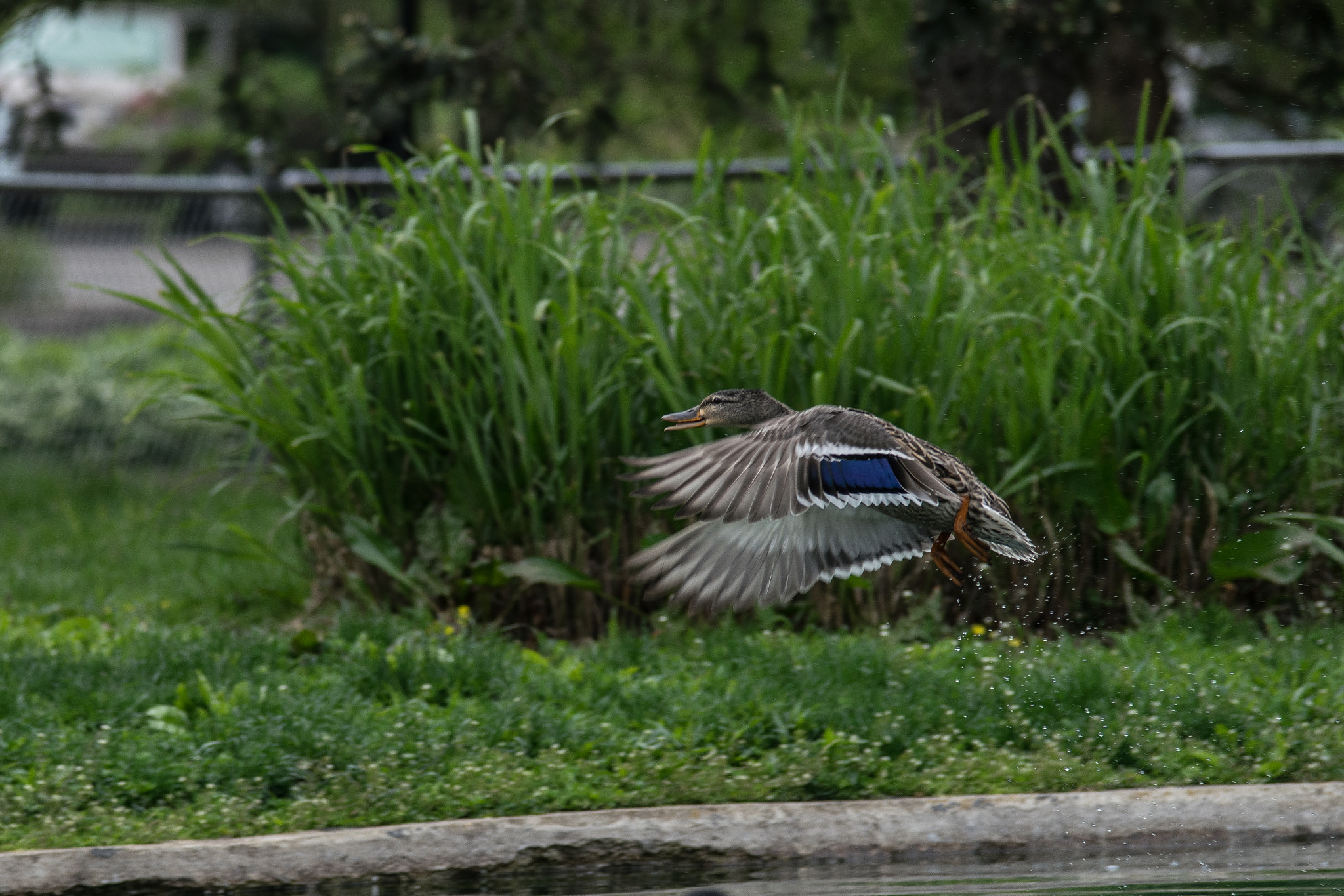 Sigma 70-200mm F2.8 EX DG OS HSM sample photo. Ducks 9 photography
