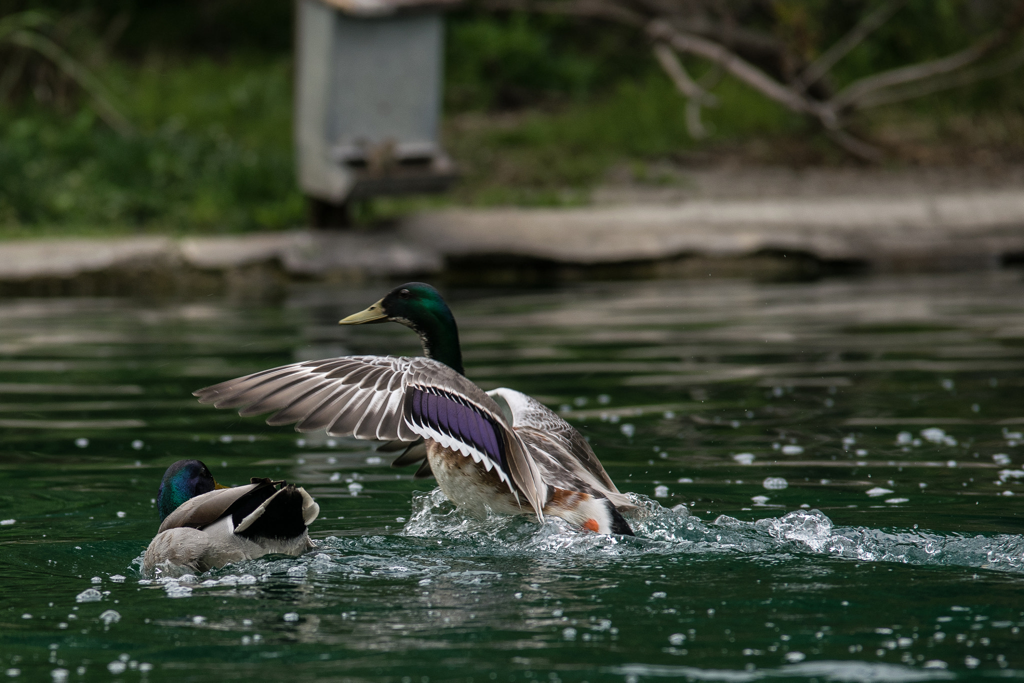 Sigma 70-200mm F2.8 EX DG OS HSM sample photo. Ducks 11 photography