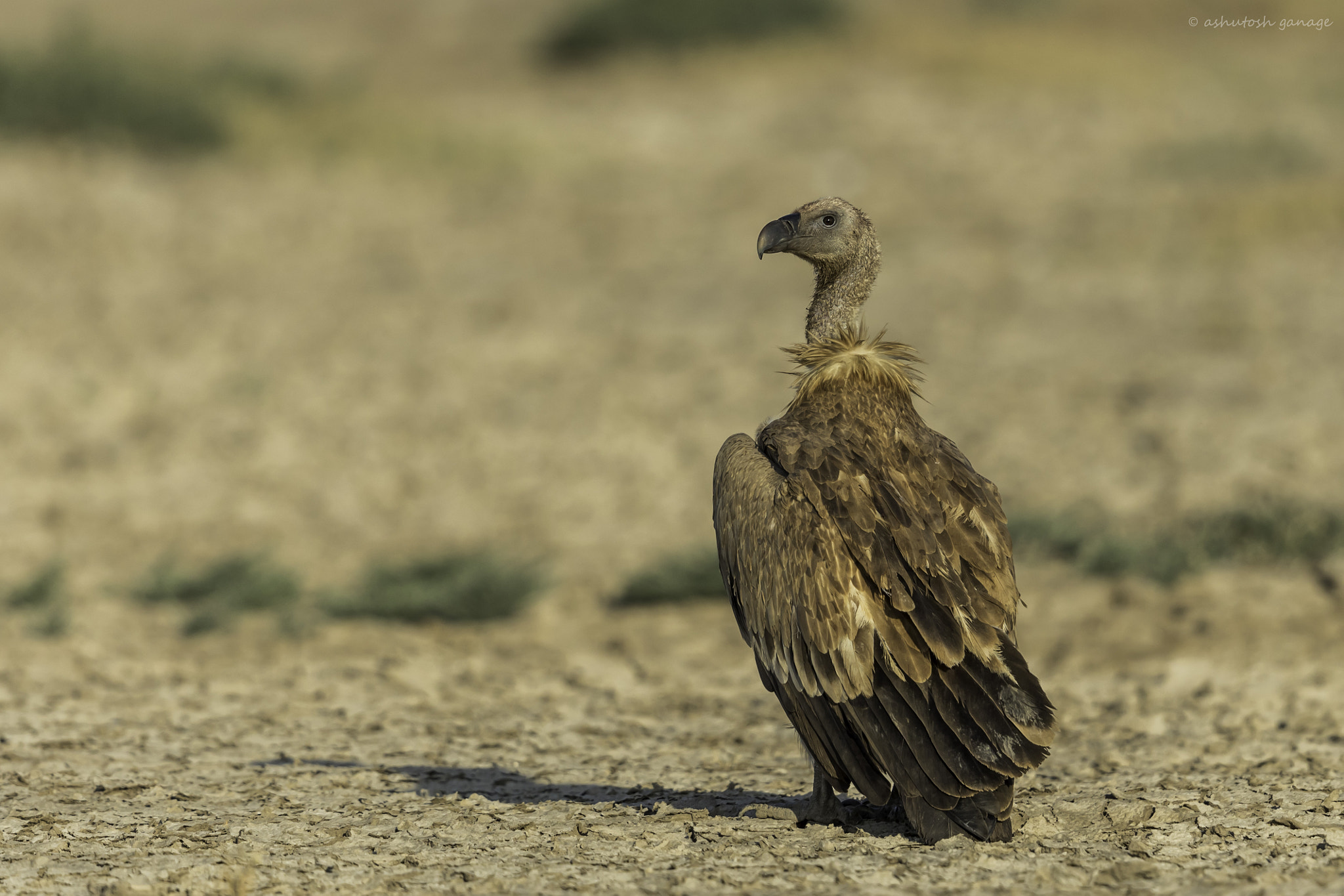 Canon EF 500mm F4L IS II USM sample photo. Griffon vulture photography