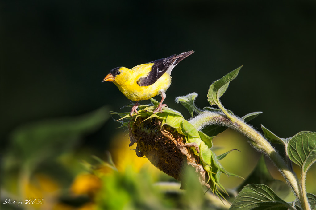 Canon EOS 5D Mark II sample photo. The bird in the sunflower field[1] photography