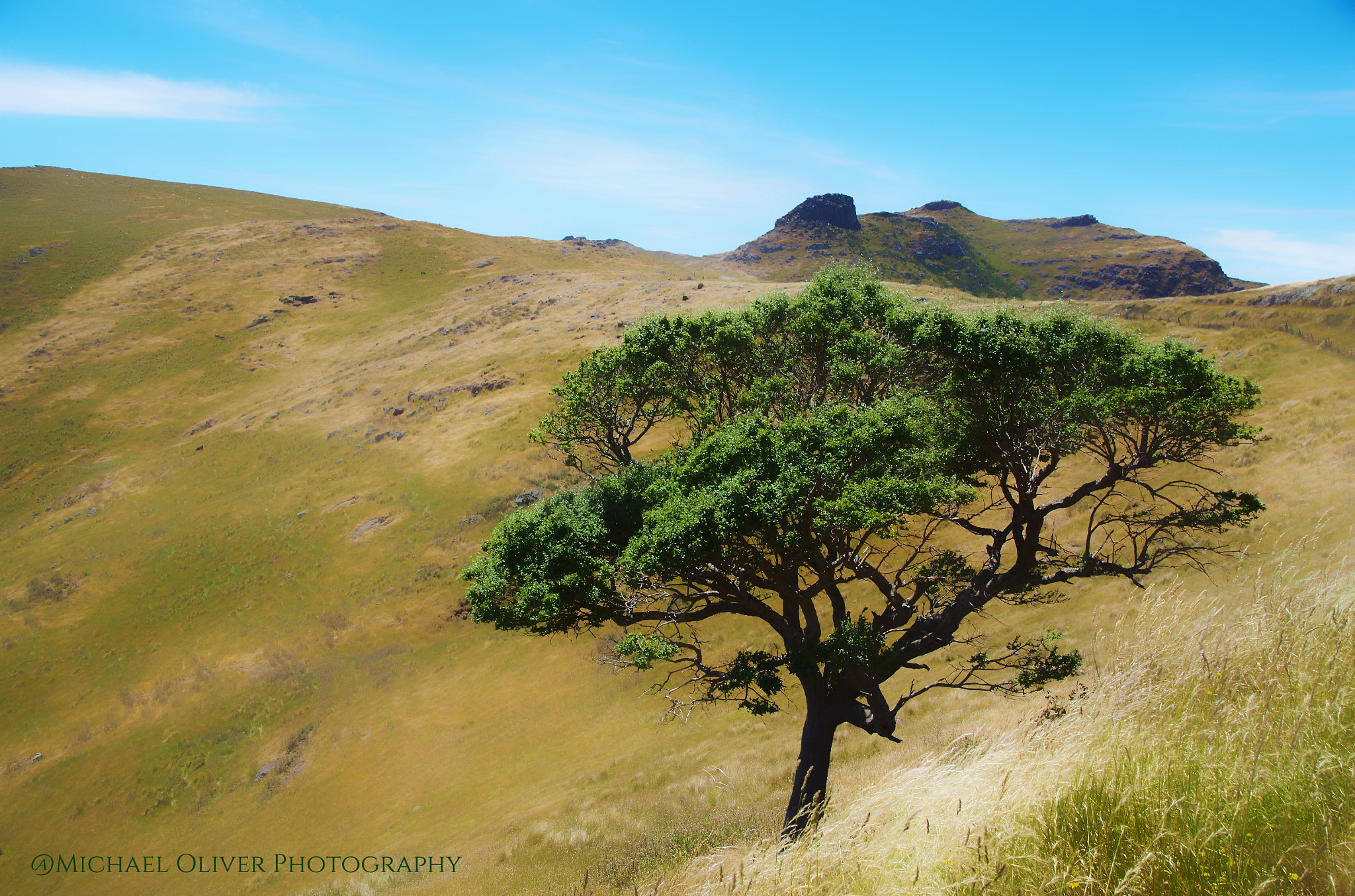 Sigma 18-250mm F3.5-6.3 DC Macro OS HSM sample photo. Lonesome tree photography