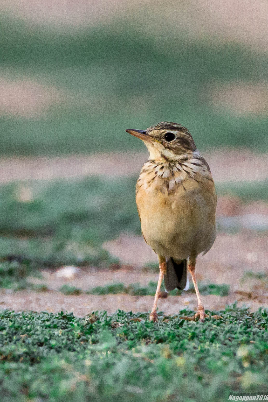 Tamron SP 150-600mm F5-6.3 Di VC USD sample photo. Paddy-field pipit photography