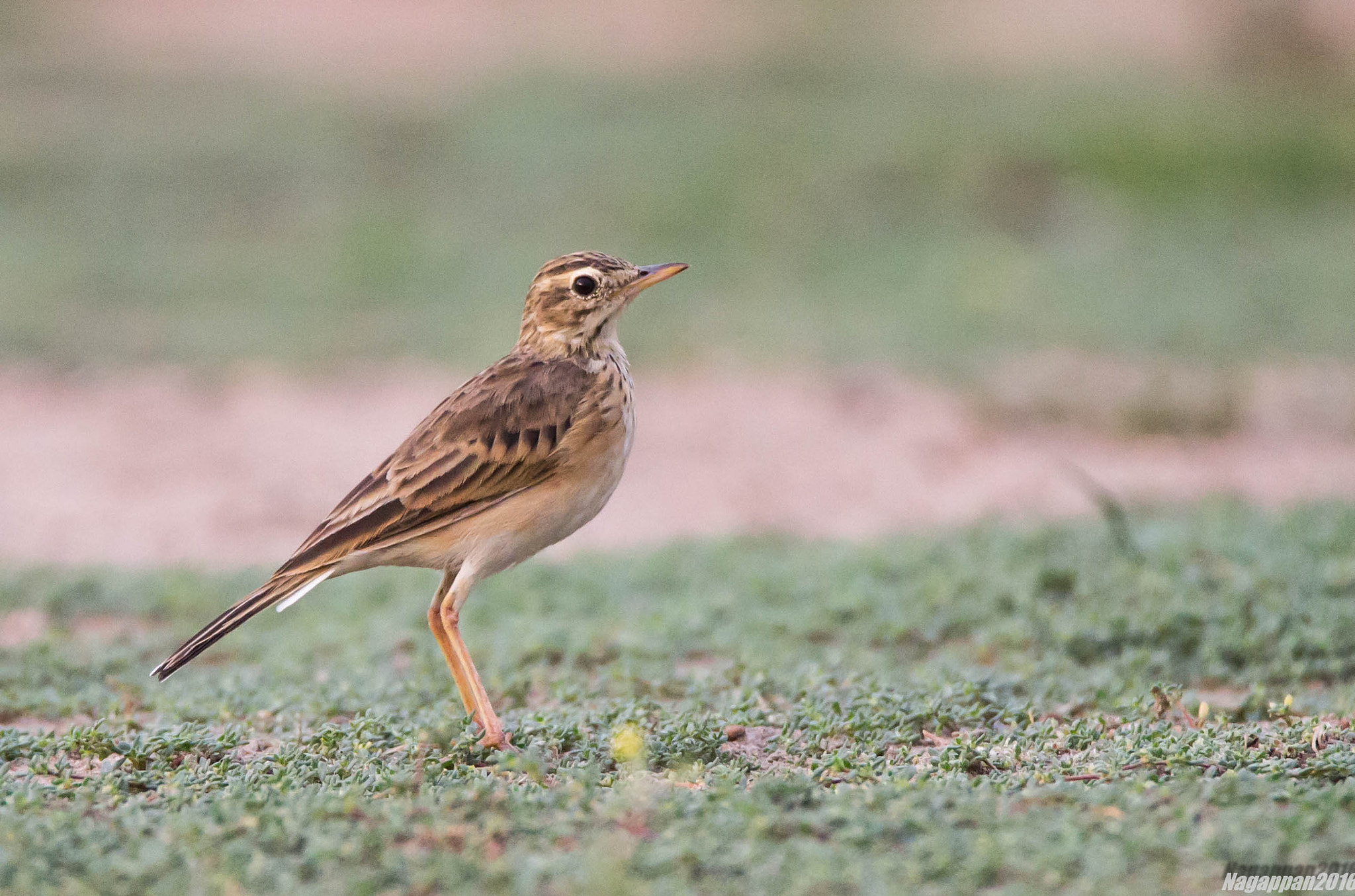 Tamron SP 150-600mm F5-6.3 Di VC USD sample photo. Paddy-field pipit photography