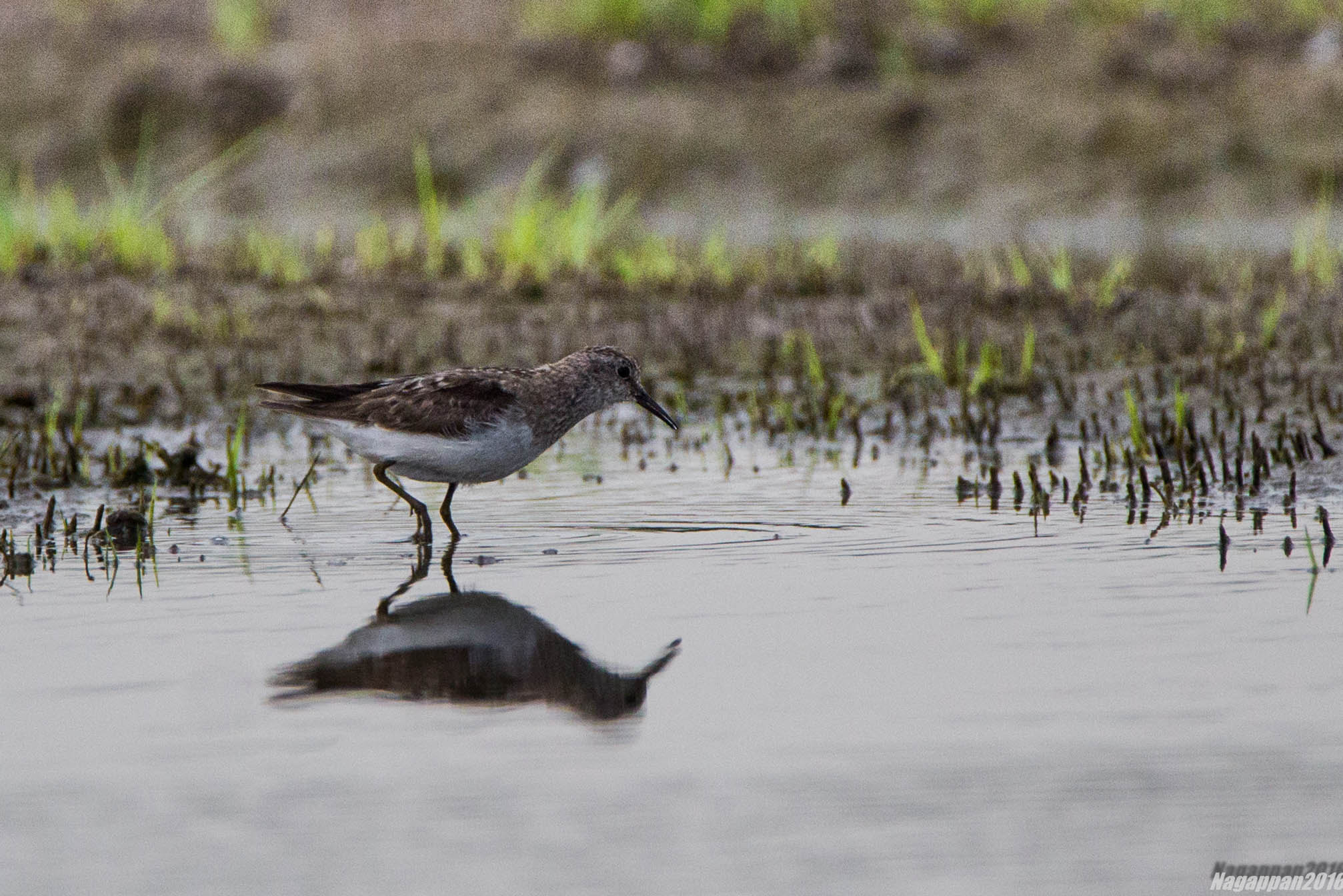 Tamron SP 150-600mm F5-6.3 Di VC USD sample photo. Temminck's stint photography