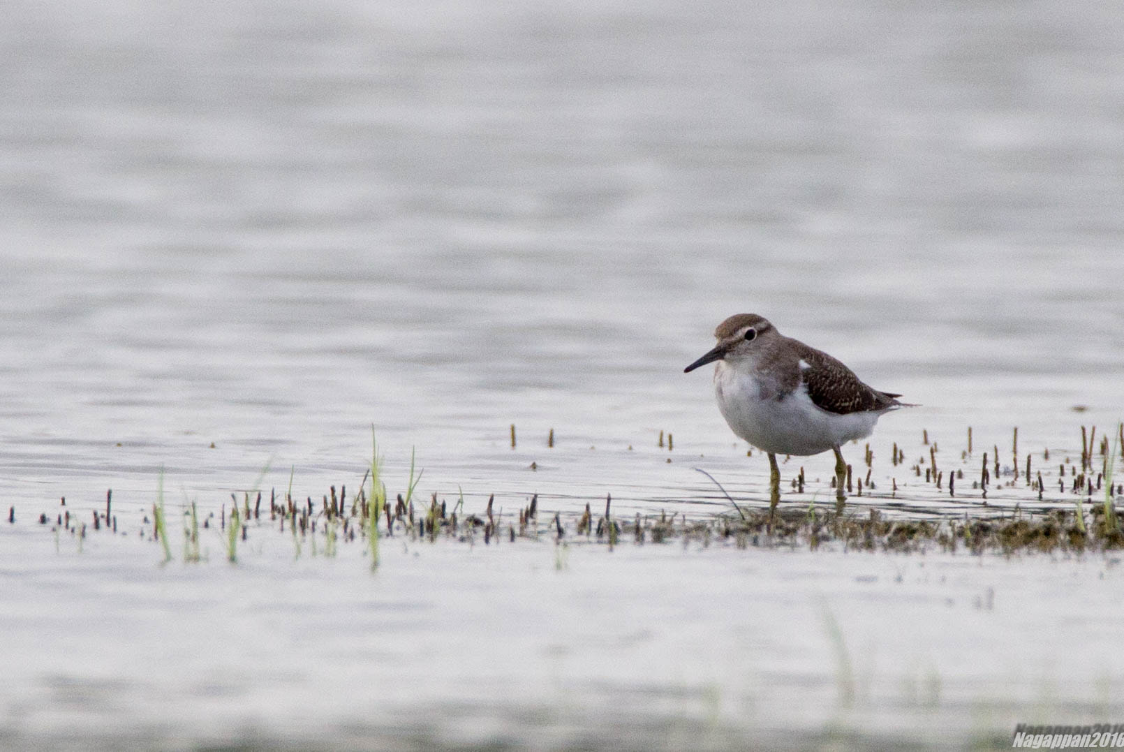 Tamron SP 150-600mm F5-6.3 Di VC USD sample photo. Common sandpiper photography