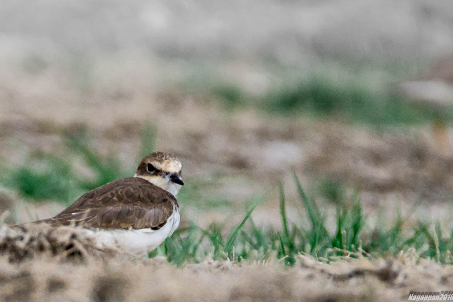 Tamron SP 150-600mm F5-6.3 Di VC USD sample photo. Kentish plover photography