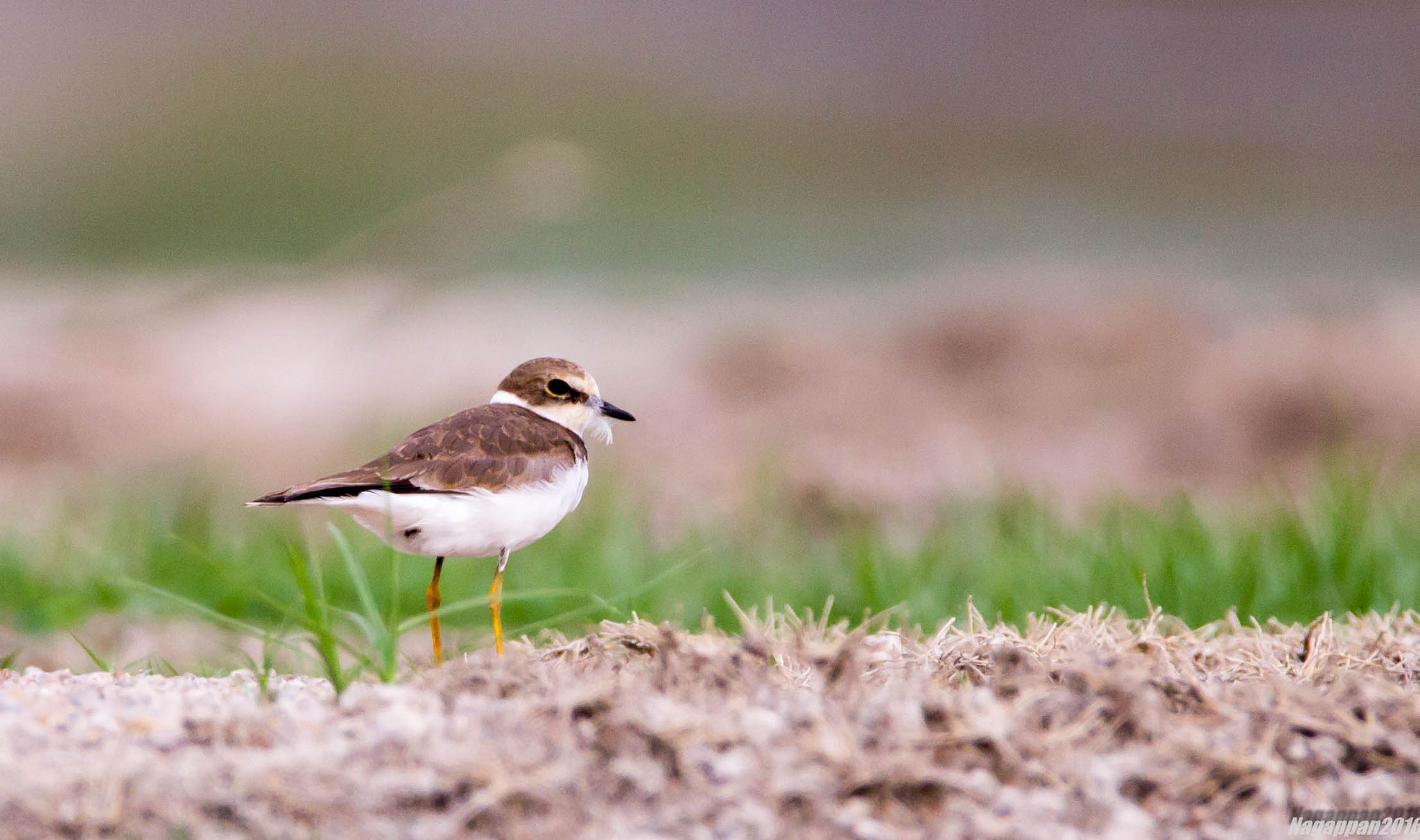 Tamron SP 150-600mm F5-6.3 Di VC USD sample photo. Kentish plover photography