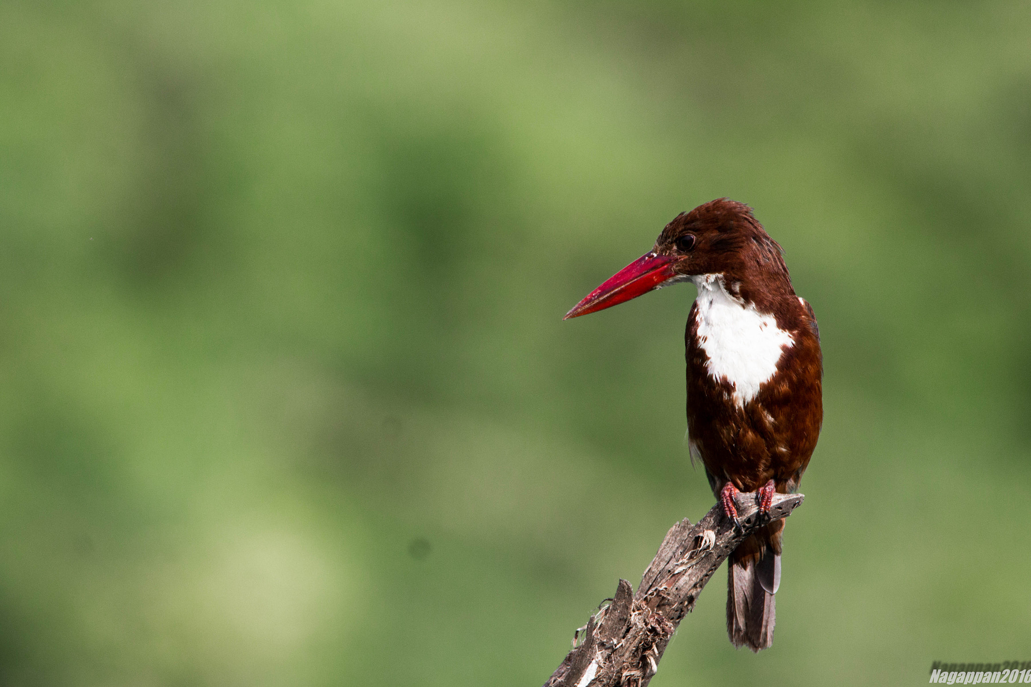 Tamron SP 150-600mm F5-6.3 Di VC USD sample photo. White breasted kingfisher photography