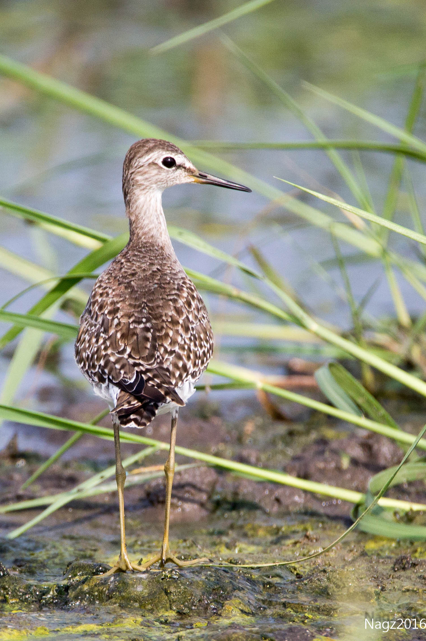 Tamron SP 150-600mm F5-6.3 Di VC USD sample photo. Wood sandpiper photography
