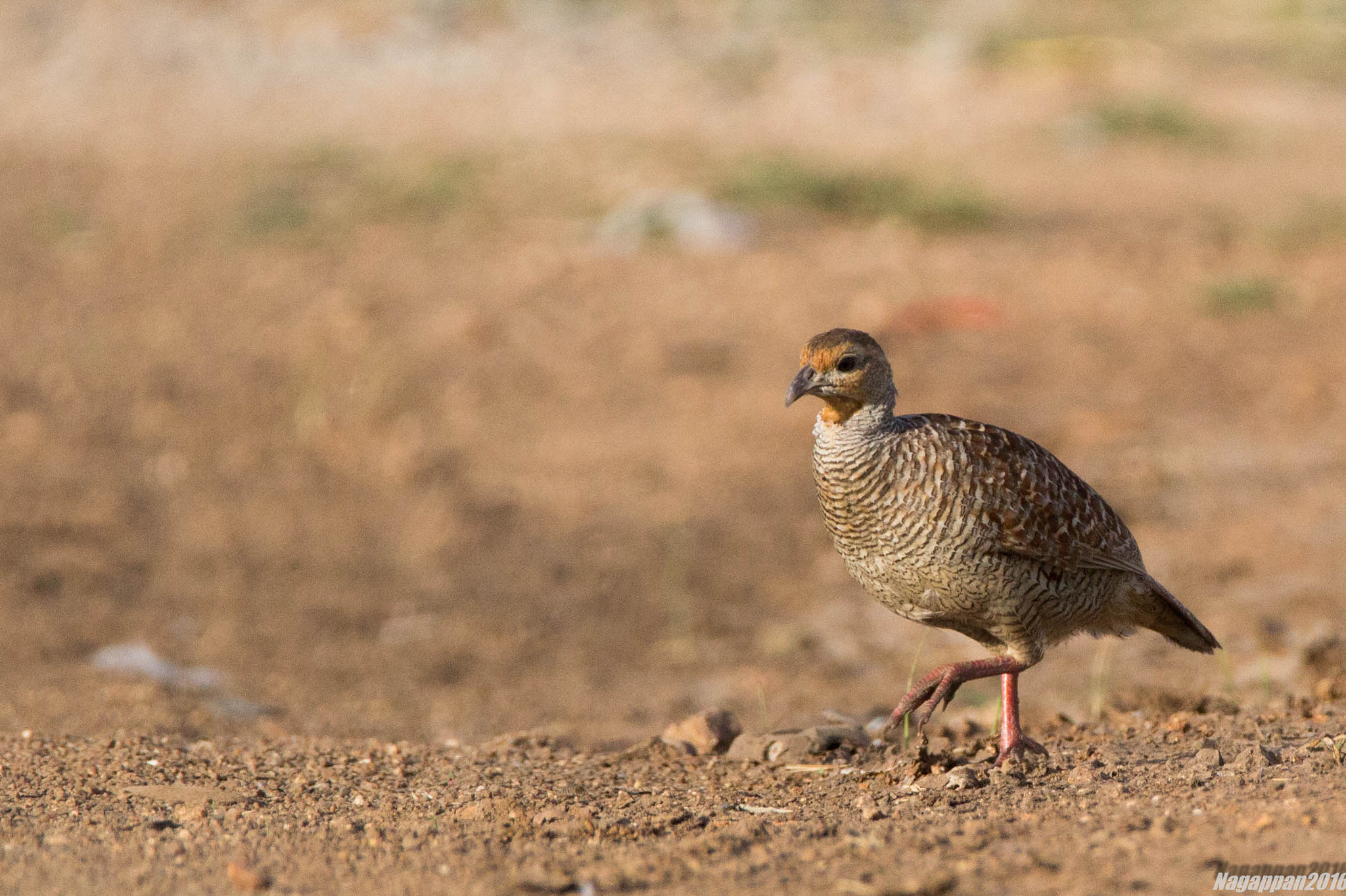 Canon EOS 1200D (EOS Rebel T5 / EOS Kiss X70 / EOS Hi) + Tamron SP 150-600mm F5-6.3 Di VC USD sample photo. Gray francolin photography