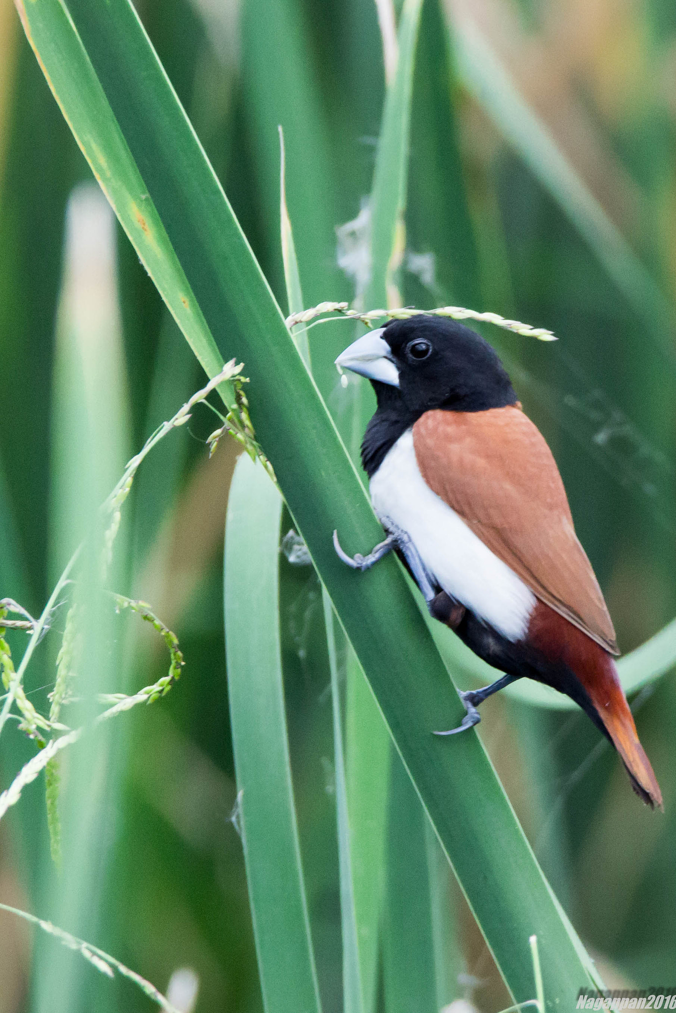Tamron SP 150-600mm F5-6.3 Di VC USD sample photo. Tricoloured munia photography