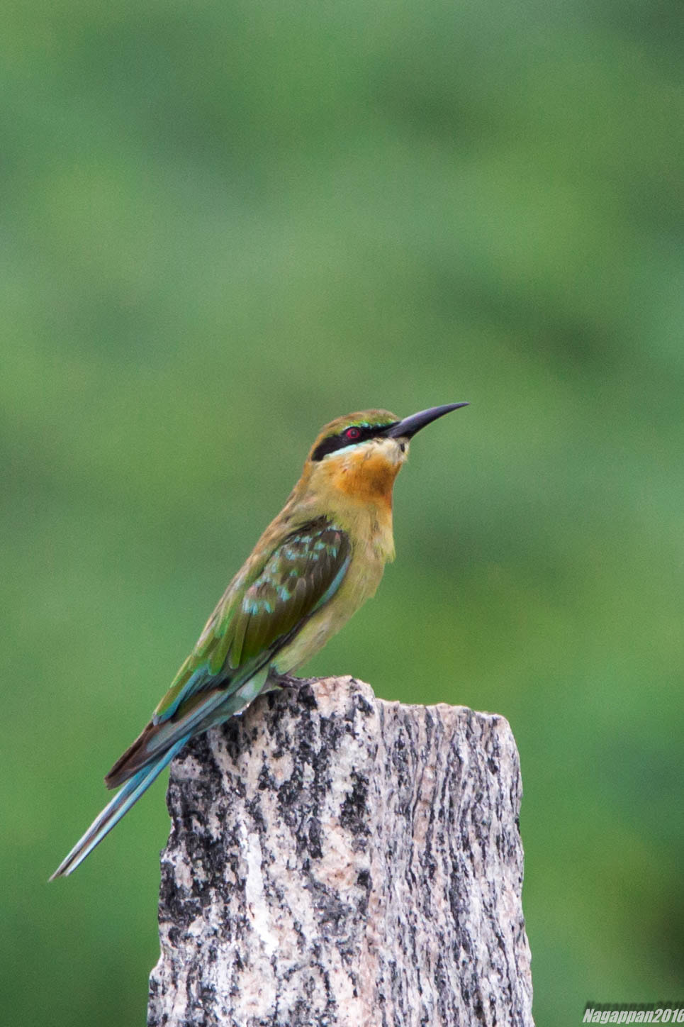 Tamron SP 150-600mm F5-6.3 Di VC USD sample photo. Blue tailed bee eater photography