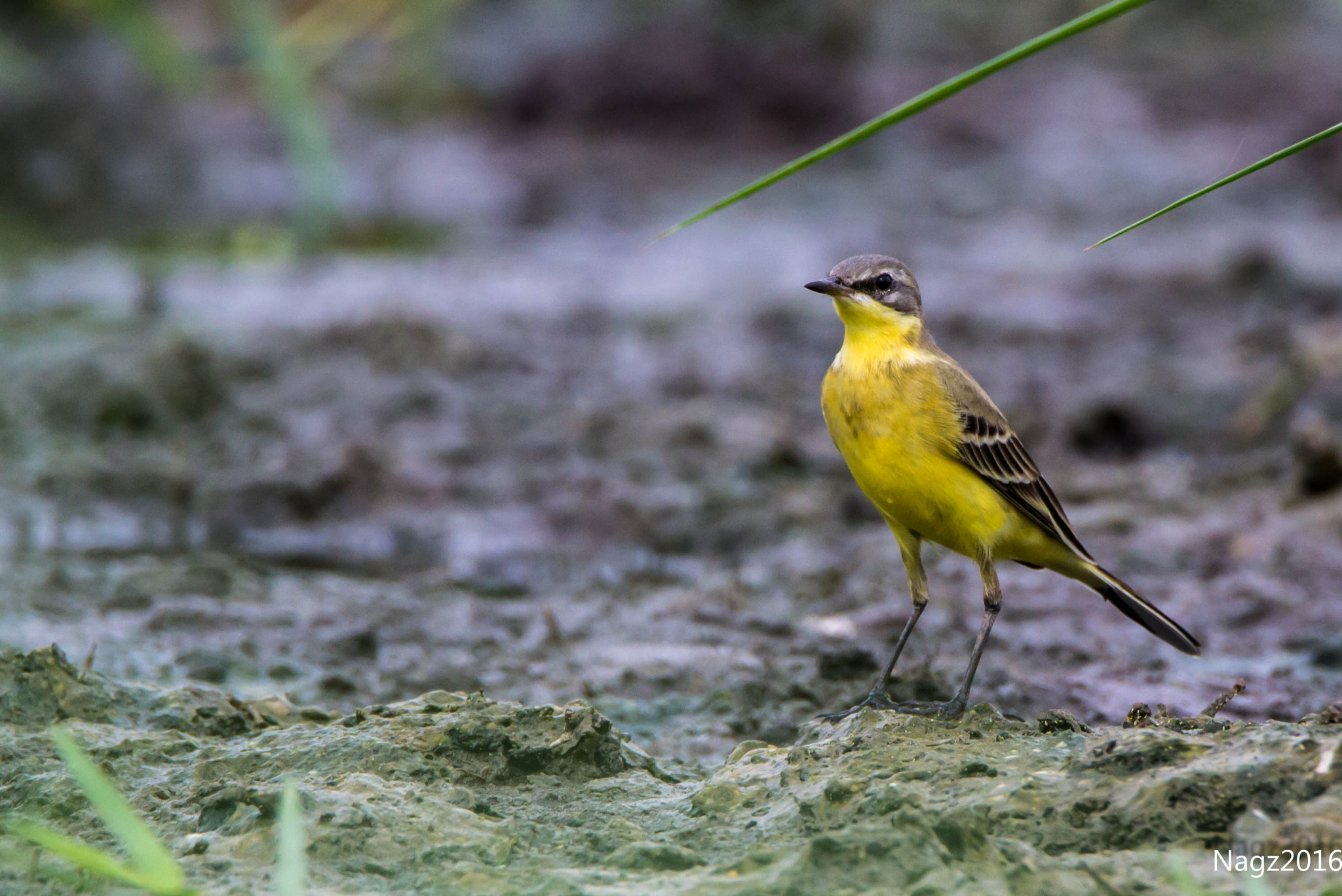 Tamron SP 150-600mm F5-6.3 Di VC USD sample photo. Yellow wagtail photography