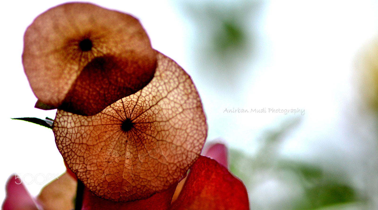Nikon AF-S Micro-Nikkor 105mm F2.8G IF-ED VR sample photo. Love life photography