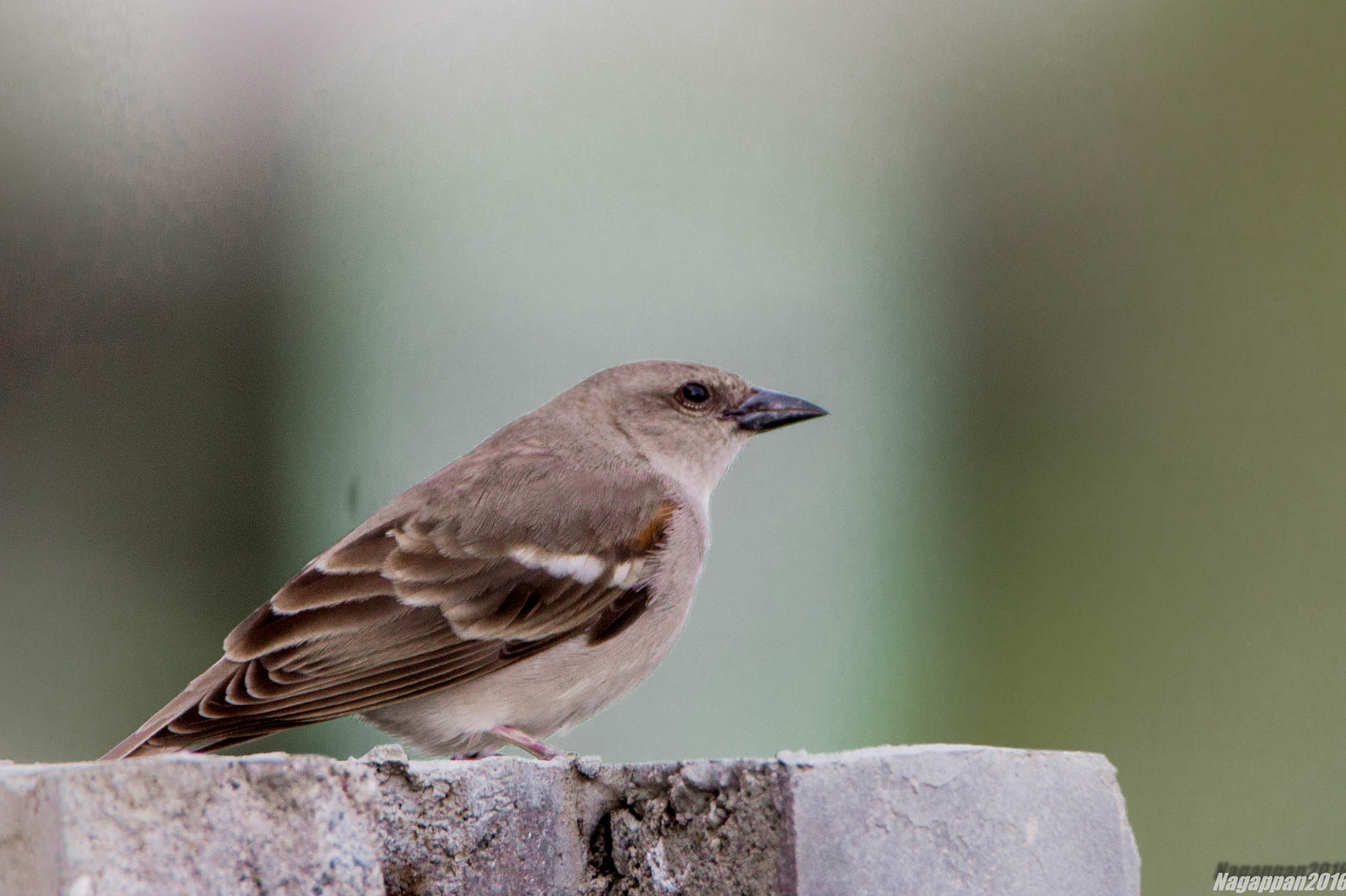Tamron SP 150-600mm F5-6.3 Di VC USD sample photo. Chestnut shouldered petronia photography