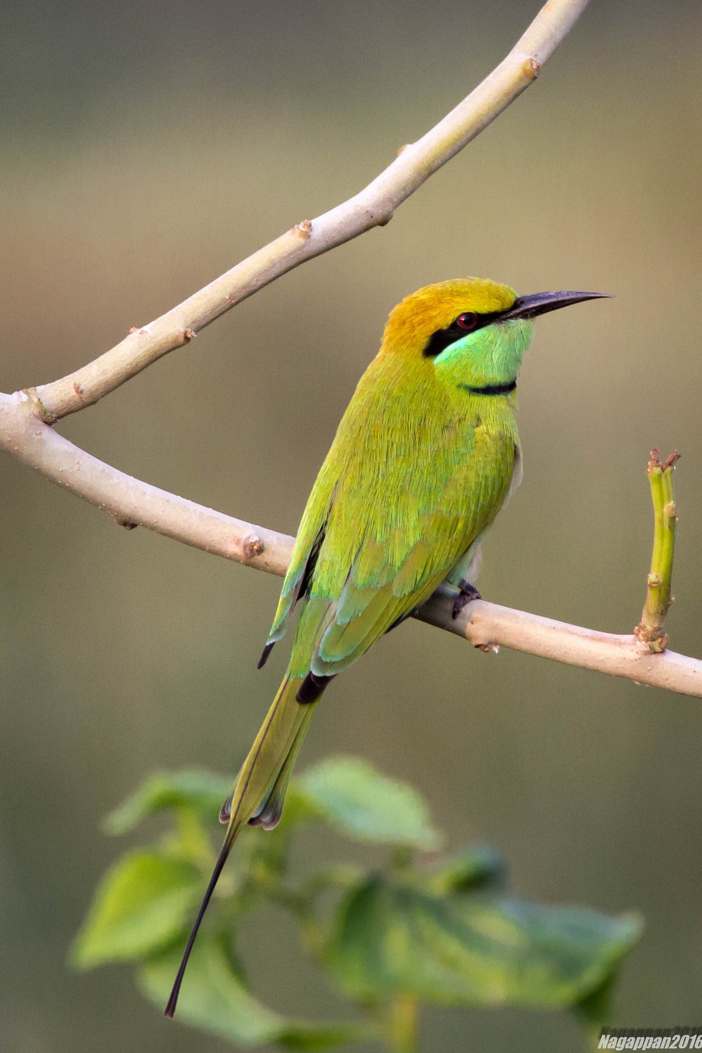 Tamron SP 150-600mm F5-6.3 Di VC USD sample photo. Green bee eater photography