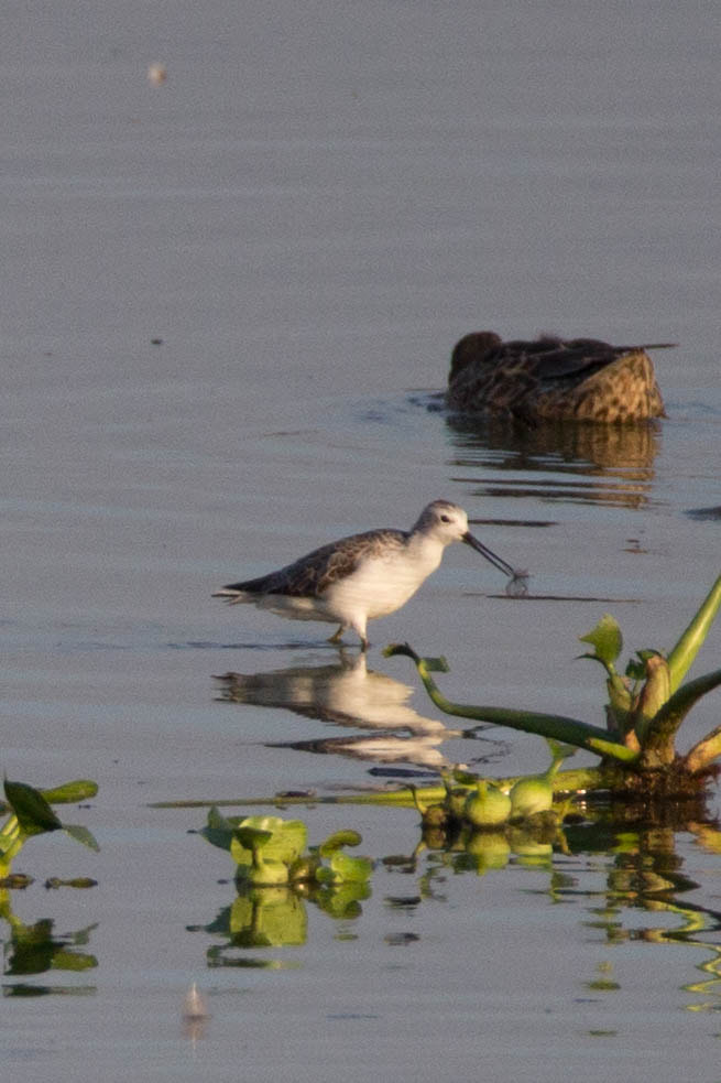 Tamron SP 150-600mm F5-6.3 Di VC USD sample photo. Marsh sandpiper photography