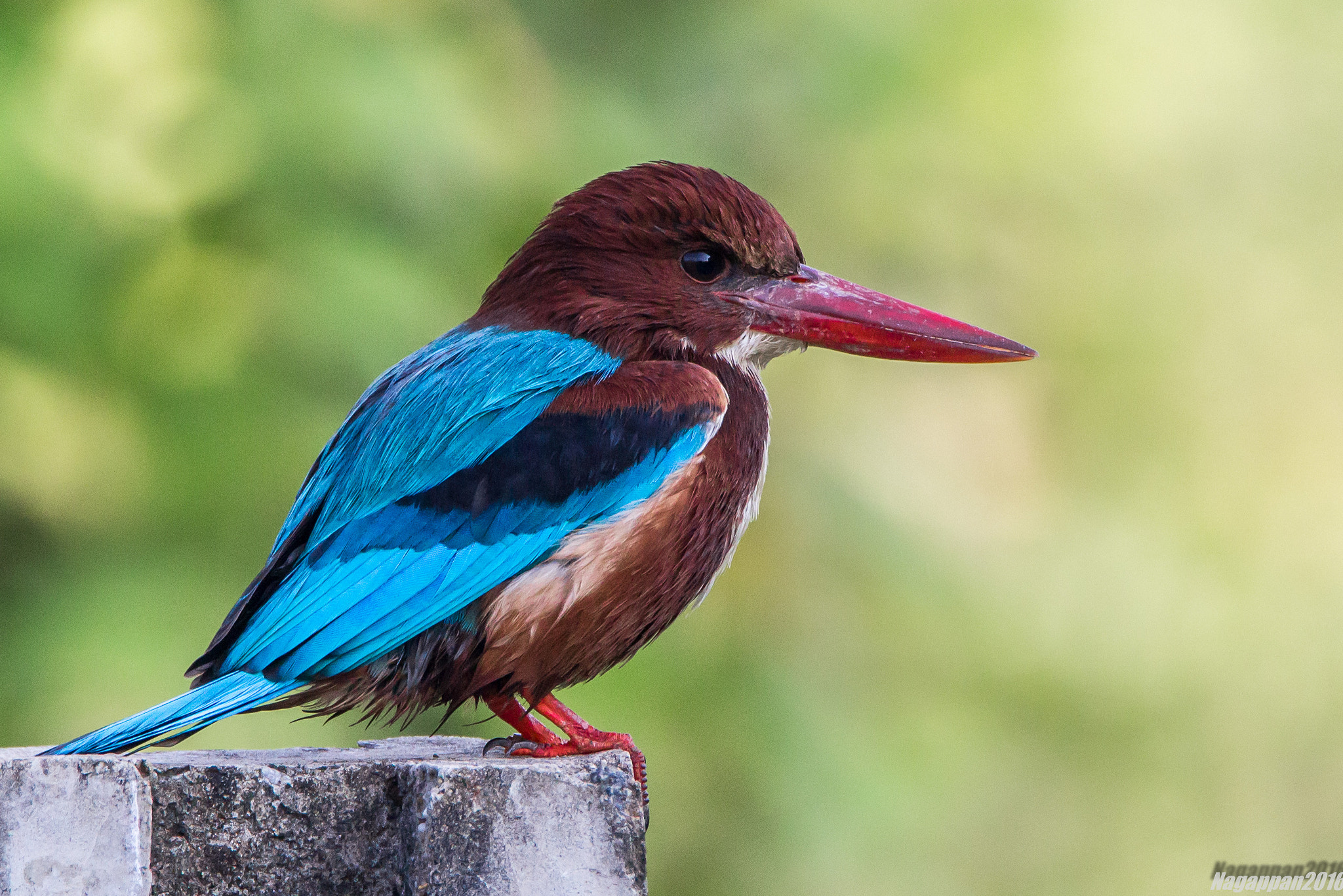 Tamron SP 150-600mm F5-6.3 Di VC USD sample photo. White breasted kingfisher photography