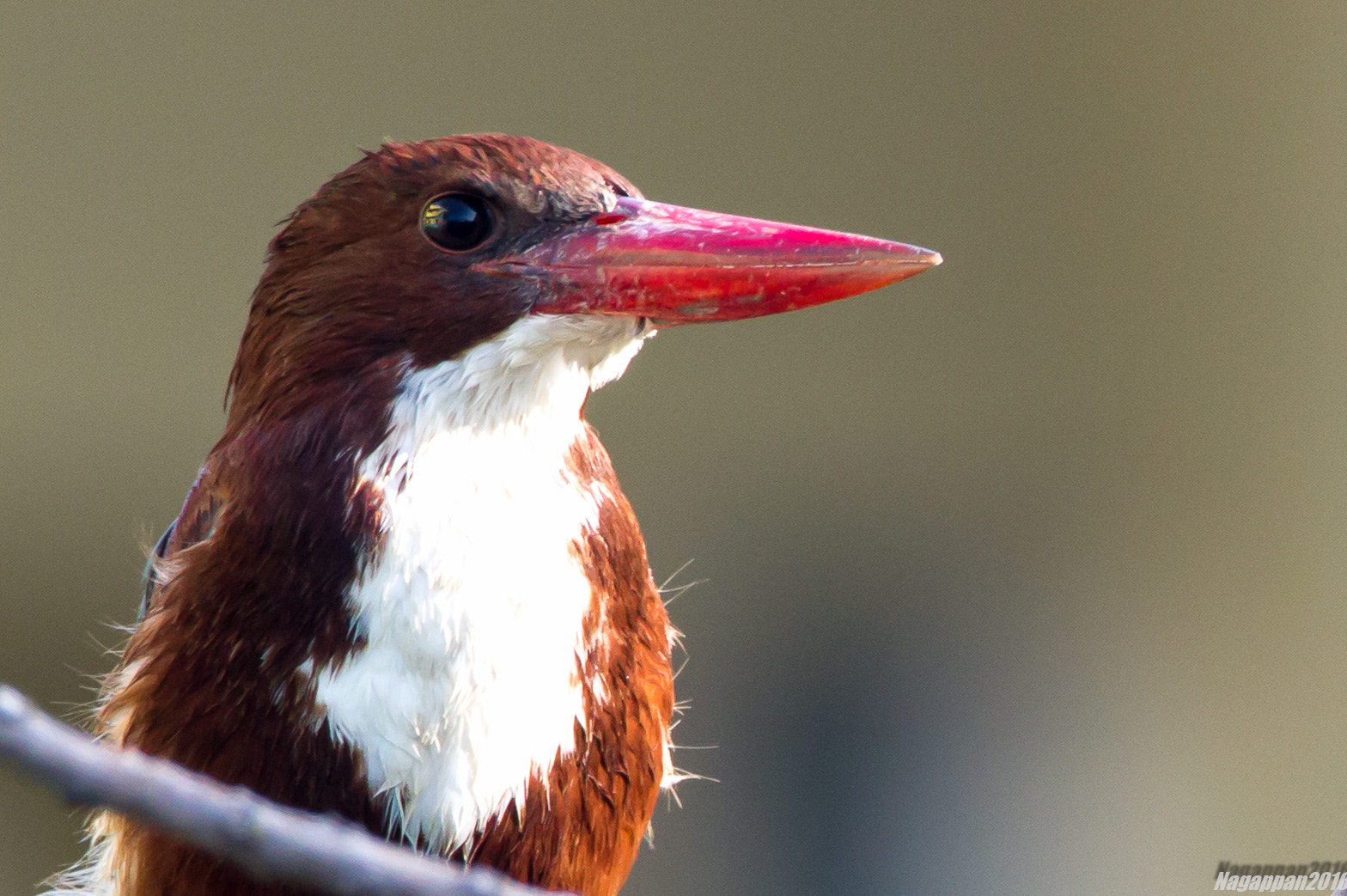 Tamron SP 150-600mm F5-6.3 Di VC USD sample photo. White breasted kingfisher photography