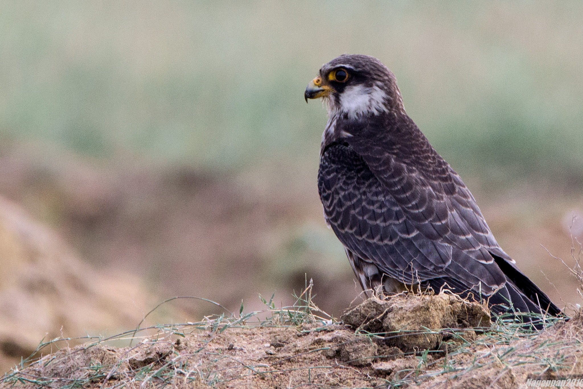 Tamron SP 150-600mm F5-6.3 Di VC USD sample photo. Amur falcon photography
