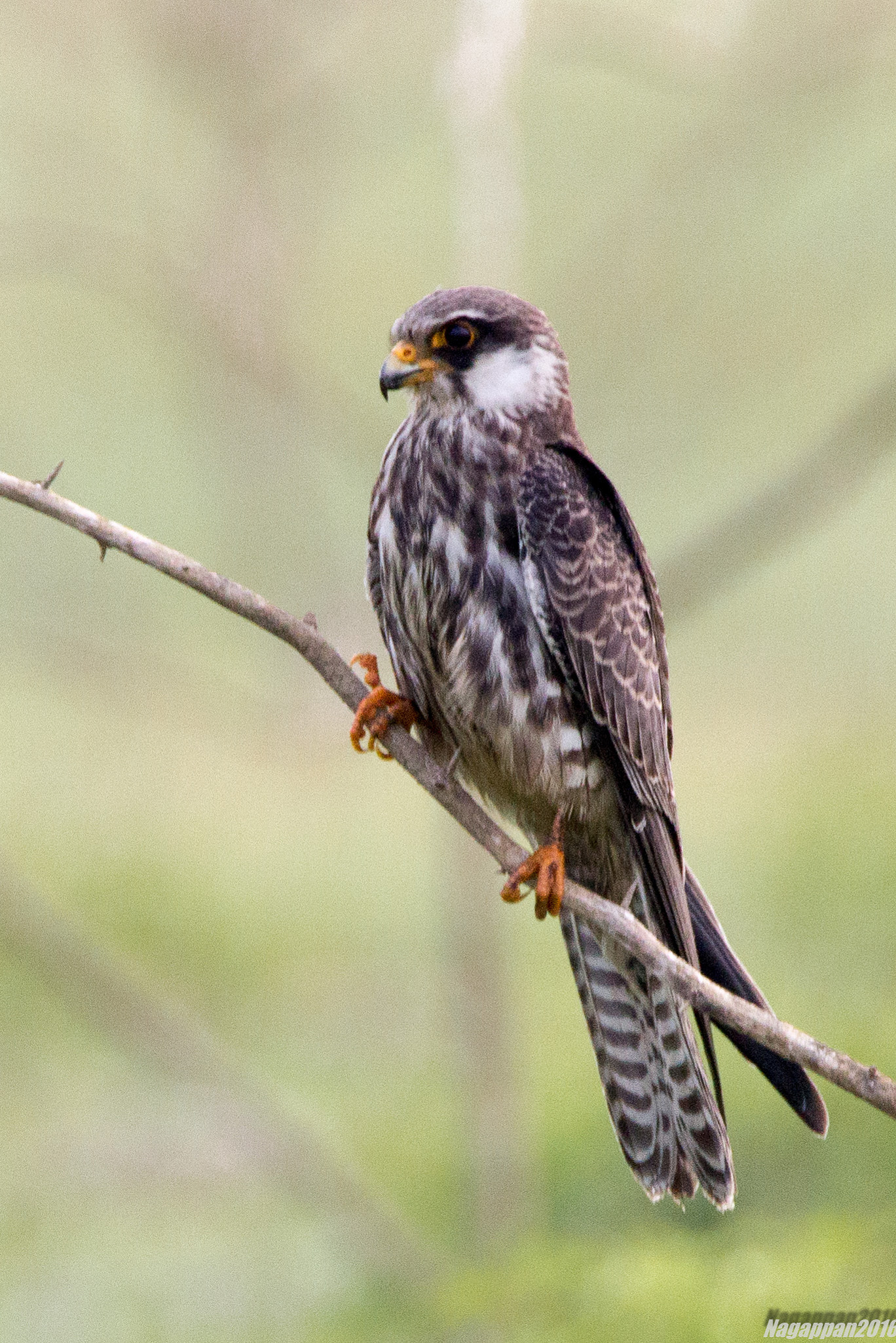 Tamron SP 150-600mm F5-6.3 Di VC USD sample photo. Amur falcon photography