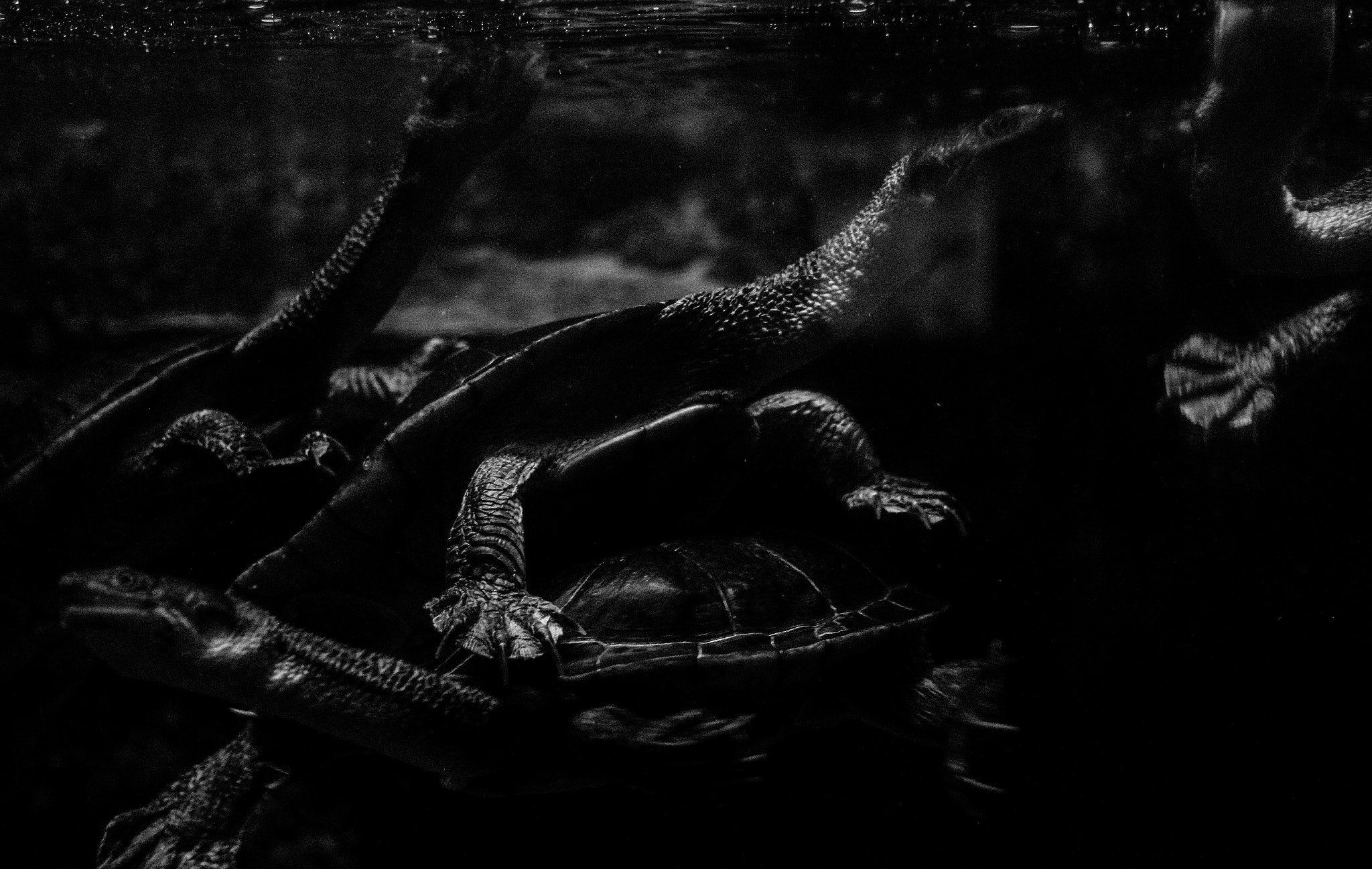 Canon EF-S 18-55mm F3.5-5.6 II sample photo. Turtles photography