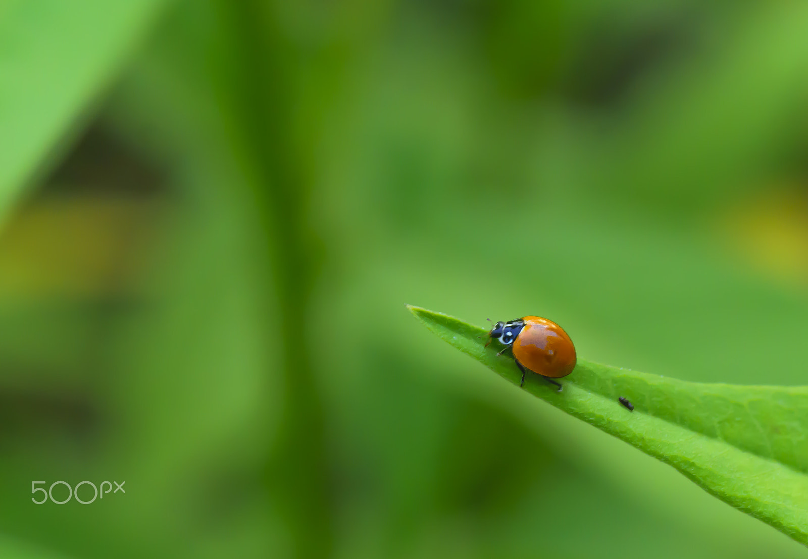 Nikon AF-S DX Micro-Nikkor 85mm F3.5G ED VR sample photo. Ladybug photography